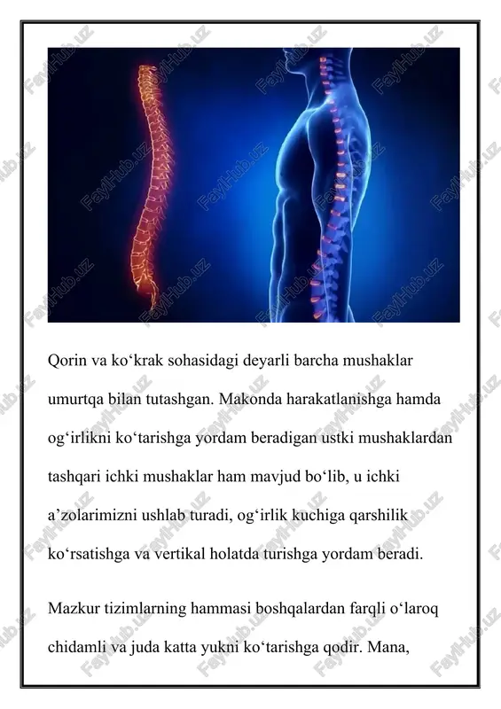 amiz. biroq umurtqa birinchi signallarni ancha oldin jo‘natadi. bunga quyidagilar kiradi: · ertalab o‘rindan turganda bel yoki bo‘yindagi og‘riq; · boshni orqaga tashlaganda noxush his; · bosh og‘rig‘i va bosh aylanishi; · chuqur nafas olib chiqarganda kurak sohasida noxush his; · qo‘l yoki oyoqning sal uvishishi; · keskin harakat qilganda og‘riq; · bel mushaklarining haddan tashqari zo‘riqishi va siqiqligi. ushbu maqolani ham o‘qing: umurtqa pog‘onasida og‘riq - sabablari, xavf omillari, tashxislash va davolash usullari beldagi takrorlanuvchi va uzoqroq davom etuvchi har qanday noqulaylik (hatto, ozgina bo‘lsa ham) e’tibor talab qiladi! bunday vaziyatlarda, albatta, shifokor bilan maslahatlashing. bu nafaqat alomatlarni yengillashtirish, balki, birinchi navbatda, umurtqaning keyingi shikastlanishlarining oldini olish uchun ham zarur. bel nega og‘riydi? belingiz og‘riyapti, orqangiz tortilib qolganday, umurtqangiz sanchib qoldi… bunday noxush hisni qay birimiz boshimizdan kechirmaganmiz?! boz ustiga, ular ayni noqulay damda paydo bo‘ladi. sabablari juda ko‘p, lekin ko‘pincha beldagi og‘riq umurtqa ishidagi navbatdagi buzilishlar bilan bog‘liq …