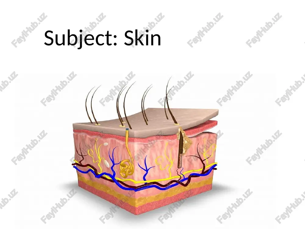 nsations such as pressure, temperature, and pain. they send signals to the central nervous system. skin pigmentation and its importance melanin pigment determines skin color and protects against ultraviolet rays. skin regeneration and recovery process when the skin is damaged, new cells are formed. this process is called regeneration. skin hygiene and care skin hygiene is important to maintain cleanliness, eliminate harmful substances and microbes. skin diseases: general concept skin conditions include acne, dermatitis, psoriasis and eczema. these diseases are often associated with hormonal or infectious causes recommendations for maintaining skin health eating right, drinking water, sun protection, and skin care are important to maintaining healthy skin. image1.jpeg image2.png image3.png image4.png image5.jpeg image6.jpeg image7.jpeg image8.jpeg epidermis 4 dermis. + subcutaneous || ur the structure of the epidermis stratum corneum stratum lucidum of . stratum granulosum stratum spinosum stratum basale basement membrane dermis hair shaft stratum corneum pigment layer stratum germinativum …