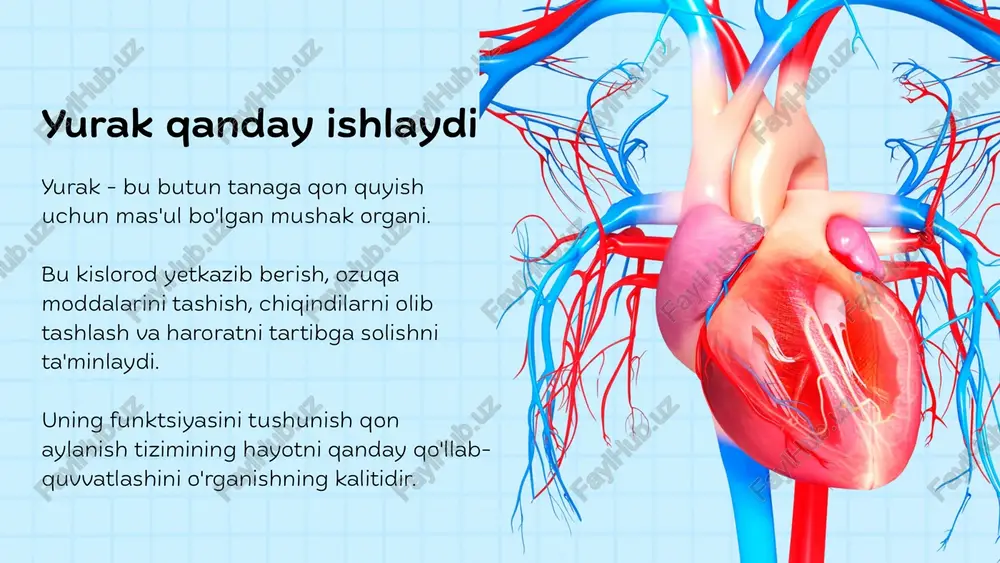 likni chiqarish uchun kengayadi (kengaydi). sovuq sharoitda qon tomirlari issiqlikni ushlab turish uchun siqiladi. ahamiyati: ferment faolligi va tana funktsiyalari uchun optimal sharoitlarni ta'minlaydi. qon va tana harorati yurak klapanlari bir tomonlama qon oqimini ta'minlash uchun yurakda to'rtta klapan mavjud. nasoslash jarayonida qonning orqaga oqishini oldini oladi. trikuspid qopqog'i: o'ng atrium va o'ng qorincha o'rtasida. o'pka qopqog'i: o'ng qorincha va o'pka arteriyasi o'rtasida. mitral qopqoq: chap atrium va chap qorincha o'rtasida. aorta qopqog'i: chap qorincha va aorta o'rtasida. yurak qatlamlari va himoyasi yurak devori uchta qatlamdan iborat: epikard: tashqi himoya qatlami. miyokard: qisqarish uchun mas'ul bo'lgan mushak qatlami. endokard: silliq ichki qoplama. himoya: yurak perikard deb ataladigan himoya qop bilan o'ralgan va qovurg'a qafasi bilan himoyalangan. yurakning muhim roli yurak hayotni saqlashda muhim rol o'ynaydi, chunki uning doimiy faoliyati tanani sog'lom va baquvvat qiladi. u o'pka va tizimli yo'llar orqali qonni aylantiradigan nasos vazifasini bajaradi. bu jarayon kislorod yetkazib berish, …