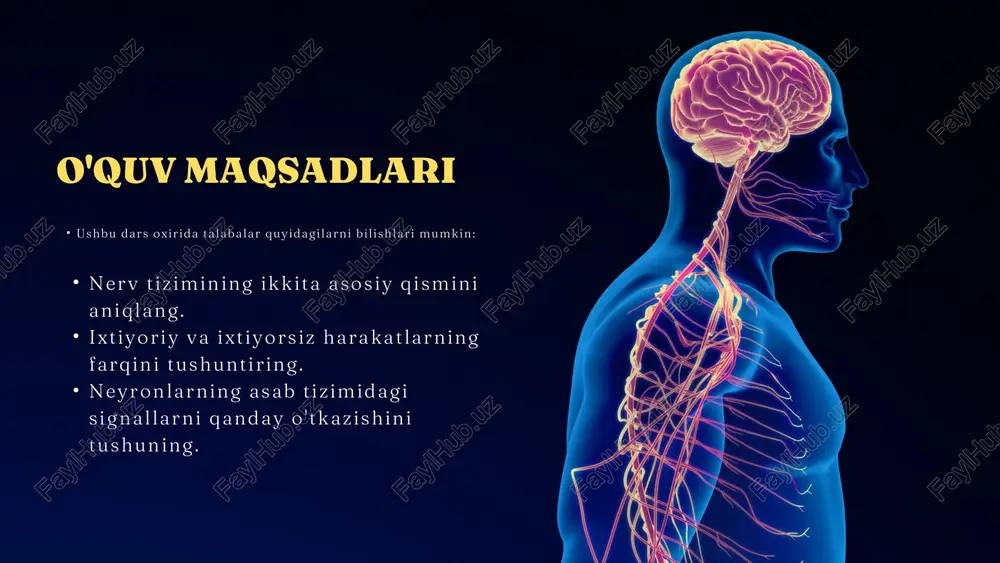 dni asosiy boshqaruv markaziga bog'laydigan telefon liniyalari tarmog'i kabi tanangizning barcha qismlariga etib boradi. pns tanangizni cns bilan bog'laydi va signallarni yuborish va qabul qilishda hal qiluvchi rol o'ynaydi. cns miya va orqa miyadan iborat miya: miya butun tanani boshqarish markazidir. u hissiy ma'lumotlarni, fikrlarni, his-tuyg'ularni qayta ishlaydi va harakat kabi tana funktsiyalarini boshqaradi. miya muayyan vazifalarni bajaradigan turli hududlarga bo'lingan. orqa miya: orqa miya miya va tana o'rtasida harakatlanadigan ma'lumot uchun avtomagistral vazifasini bajaradi. u miyadan tanaga ko'rsatmalar yuboradi va hissiy ma'lumotlarni miyaga qaytaradi. shuningdek, u ogohlantirishlarga tez, avtomatik javob bo'lgan reflekslarni muvofiqlashtiradi. markaziy asab tizimi (cns) pns miya va orqa miyadan chiqib, tananing boshqa qismlariga, masalan, qo'llar, oyoqlar va organlarga tarqaladigan barcha nervlardan iborat. pns ikkita asosiy bo'limga ega: somatik asab tizimi: mushaklarning ixtiyoriy harakatlarini boshqaradi va markaziy asab tizimiga sensorli ma'lumotlarni yuboradi. avtonom asab tizimi: yurak urishi, ovqat hazm qilish va nafas olish kabi majburiy bo'lmagan funktsiyalarni …
