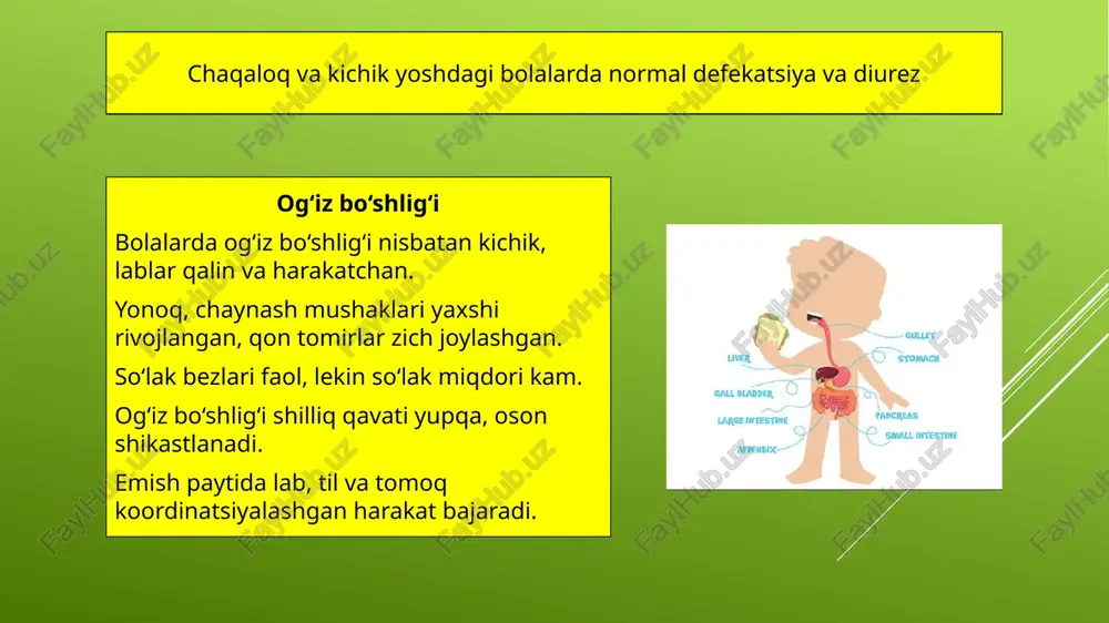 jlanmagan, lekin o‘sish bilan faol hazm va so‘rish jarayonida ishtirok etadi. immunologik funksiyasi kuchli (ichak limfoid to‘qimalari orqali). ichak florasi va uning roli tug‘ilgandan keyin ichak florasi 3 bosqichda shakllanadi: 1. steril bosqich (1–20 soat) – ichakda mikroblar yo‘q. 2. o‘tish davri (4–5 kun) – mikroflora tarkibi o‘zgaruvchan. 3. barqarorlashish davri (5–6 kundan so‘ng) – bifidobakteriyalar ustunlik qiladi. ona suti bilan oziqlanayotgan bolalarda foydali mikroflora (bifidobakteriyalar) 65–95% ni tashkil etadi. defekatsiya (ekskrement chiqarish) defekatsiya — bu bolalarda ovqat hazm qilish tizimining muhim funksional bosqichidir. chaqaloqlarda ekskrement chiqarilishi: tug‘ilgandan keyin 1–3 kun ichida birinchi ekskrement — mekoniy ajraladi. mekoniy qoramtir-yashil, yopishqoq, hidsiz. keyingi 3–5 kunda “o‘tish davri ekskrement” kuzatiladi – rang o‘zgaradi (sariq, yashil), hid paydo bo‘ladi. 5–6 kundan so‘ng “odatdagi ekskrement” shakllanadi. ekskrement chiqarish chastotasi: tug‘ilganda – kuniga 4–6 marta. 1 yoshda – 2–3 marta. 2 yoshdan so‘ng – 1–2 marta (kattalarnikiga o‘xshash). yosh davri ekskrement nomi rangi konsistensiyasi hidi …