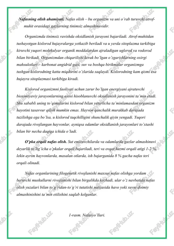 -hiqildoq, 5-traxeya, 6-bronxlar, 7-o’pka, 8-diafragma. evolyusiyaning qadimgi bosqichlarida bu almashinuv butun gavdaning harakatlanishi bilan bajarilgan. nafas olish tashqi va ichki turlarga farqlanadi. tashqi yoki o’pka orqali nafas olish – bu o’pka yuzasi orqali qon va o’pkada mavjud bo’lgan havo orasida bajariladigan gazlar almashinuvidir. tashqi muhit bilan organizm, ya’ni qon o’rtasida gaz almashinuvi, yuqorida aytilganidek, o’pka orqali amalga oshiriladi. o’pka yaxshi taraqqiy etgan juft organ bo’lib, ko’krak qafasida, berk bo’shliqda joylashgan. har qaysi o’pka shaklan konusga o’xshagan bo’lib, ustki qismi uchi, pastki qismi esa asosi deb ataladi. o’pka, burun va og’iz bo’shliqlari, tomoq, hiqlidoq, kekirdak va bronxlar orqali tashqi muhitga tutashgandir. bronxlar diametriga qarab birinchi, ikkinchi, uchinchi tartibli bronxlarga bo’linadi. uchinchi tartibli bronxlar bo’linib, tarmoqlanib, juda ingichka naychalarni –bronxiollarni hosil qiladi. bronxiollar havo pufakchalari –alveolalar bilan tugaydi (16-rasmgqarang). binobarin, o’pka parenximasini alveolalar tashkil qiladi. ularning devoir bir qavat hujayralardan tashkil topgan bo’lib, u yerda birtalay kapillyar qon tomirlari chirmashib, to’r hosil …
