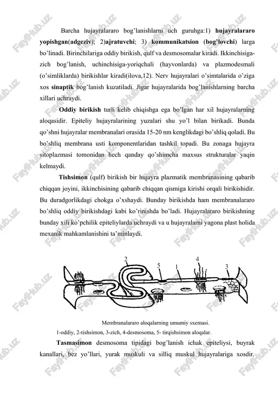 aqida ma’lumotlar to’plandi. barcha hujayralararo bog’lanishlarni uch guruhga:1) hujayralararo yopishgan(adgeziv); 2)ajratuvchi; 3) kommunikatsion (bog’lovchi) larga bo’linadi. birinchilariga oddiy birikish, qulf va desmosomalar kiradi. ikkinchisiga-zich bog’lanish, uchinchisiga-yoriqchali (hayvonlarda) va plazmodesmali (o’simliklarda) birikishlar kiradi(ilova,12). nerv hujayralari o’simtalarida o’ziga xos sinaptik bog’lanish kuzatiladi. jigar hujayralarida bog’lanishlarning barcha xillari uchraydi. oddiy birikish turli kelib chiqishga ega bo’lgan har xil hujayralarning aloqasidir. epiteliy hujayralarining yuzalari shu yo’l bilan birikadi. bunda qo’shni hujayralar membranalari orasida 15-20 nm kenglikdagi bo’shliq qoladi. bu bo’shliq membrana usti komponentlaridan tashkil topadi. bu zonaga hujayra sitoplazmasi tomonidan hech qanday qo’shimcha maxsus strukturalar yaqin kelmaydi. tishsimon (qulf) birikish bir hujayra plazmatik membranasining qabarib chiqqan joyini, ikkinchisining qabarib chiqqan qismiga kirishi orqali birikishidir. bu duradgorlikdagi chokga o’xshaydi. bunday birikishda ham membranalararo bo’shliq oddiy birikishdagi kabi ko’rinishda bo’ladi. hujayralararo birikishning bunday xili ko’pchilik epiteliylarda uchraydi va u hujayralarni yagona plast holida mexanik mahkamlanishini ta’minlaydi. membranalararo aloqalarning umumiy sxemasi. 1-oddiy, 2-tishsimon, 3-zich, 4-desmosoma, 5- tirqishsimon …