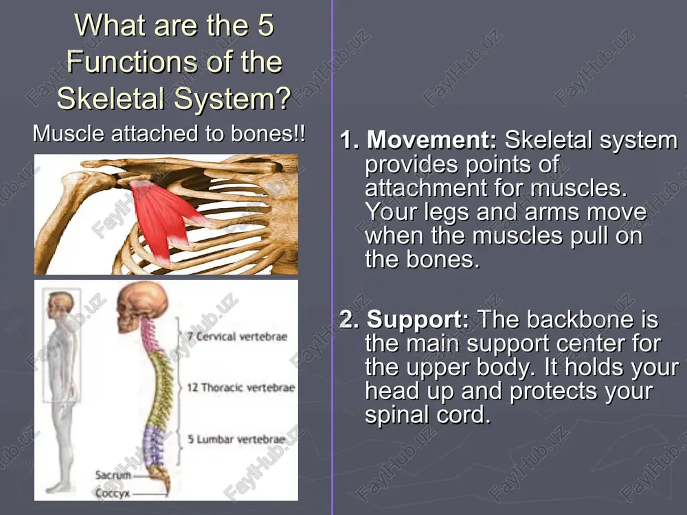 alled marrow. two types of marrow: red yellow red marrow produces most of the body’s blood cells. yellow marrow stores fat that can serve as an energy reserve. how strong are bones? the structure of bones make it both strong and light weight. 20 % of an adults body weight is bone. bone is made up of 2 minerals: calcium phosphorus how do bones develop? as an infant, most of your skeleton is cartilage. cartilage is a strong flexible tissue. over time the cartilage is replaced by solid bone, usually complete by the time you stop growing. not all cartilage is replaced in adults. many joints contain cartilage, protecting the ends of bones (ears and the end of the nose is also cartilage). clavicle or collarbone the clavicle, or collar bone, holds the shoulder joint away from the rest of the upper body and is only as thick as your …