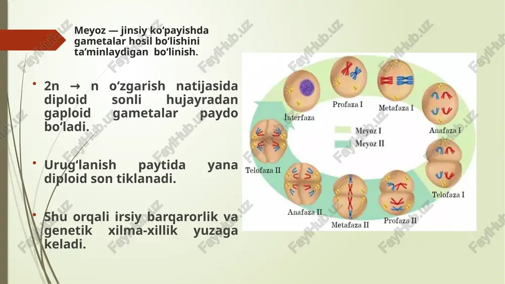 tik materialning aniq va barqaror uzatilishini ta’minlaydi. meyoz esa jinsiy hujayralar, ya’ni gametlar hosil bo‘lishi uchun mo‘ljallangan. bu jarayon ikki marta bo‘linishni o‘z ichiga oladi: birinchi bo‘linishda gomolog xromosomalar ajraladi va krossingover orqali genetik rekombinatsiya sodir bo‘ladi, ikkinchi bo‘linishda xromatidalar ajraladi. natijada to‘rtta gaploid hujayra hosil bo‘ladi, ular genetik jihatdan bir-biridan farq qiladi. meyoz genetik xilma-xillikni ta’minlaydi va jinsiy ko‘payish jarayonining asosi hisoblanadi. shu tarzda, mitoz hujayra sonini ko‘paytirishga va organizmni tiklashga xizmat qilsa, meyoz yangi avlodda genetik xilma-xillikni yaratadi meyoz i va ii meyoz i (reduksion): gomolog xromosomalar ajraladi, xromosomalar soni kamayadi (2n→n). meyoz ii (ekvatsion): xromatidlar ajraladi, xromosomalar soni o‘zgarmaydi. buzilishlar: ko‘pincha meyoz i bosqichida uchraydi → trisomiya, monosomiya. profaza i (5 bosqich) (2n4c) 1. leptonema: xromosomalar paydo bo‘ladi, ipchalarga qisqaradi. 2. zigotema: gomolog xromosomalar juftlashadi (synapsis) → bivalentlar hosil bo‘ladi. 3. pakinema: krossingover sodir bo‘ladi → dnk fragmentlar almashadi. 4. diplonema: bivalentlar biroz ajraladi, xromosomalar birikadi (chiasmata …