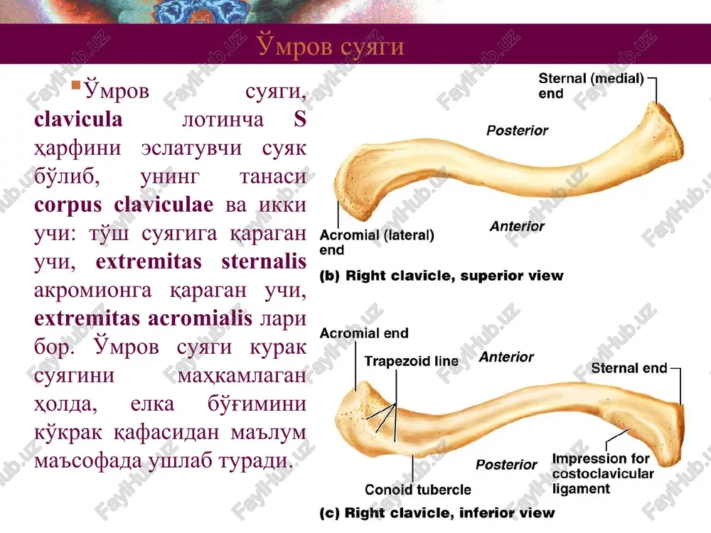'yin, collum anatomicum bilan suyakning boshqa qismlaridan ajralib turadi. uning chetiga bo'g'im kapsulasi yopishadi. uning yon chetida ikkita do'mboqcha, tuberculum majus et minus lar bo'lib, ular orasida elkaning ikki boshli muskulining payi joylashadigan sulcus intertubercularis joylashgan. do'mboqchalardan suyak tanasiga qarab yo'nalgan qirralari bor. bu do'mboqchalardan bir oz pastroq qism, tuzilishi jihatidan mo'rtroq bo'lgani va ko'p sinish hollari shu erda uchragani uchun xirurgik bo'yin collum chirurgicum deyiladi. elka soxasi suyaklari suyak tanasining yon yuzasida deltasimon muskul kelib yopishadigan g'adir-budirlik, tuberositas deltoidea ko'rinib turadi. tananing orqa medial yuzasidan lateral va pastga yo'nalgan spiral shaklidagi egat, sulcus n. radialis bor. elka suyagining pastki, distal epifizi, suyakning bo'g'im bo'rtig'i, condylus humeri deyiladi. uning medial va lateral yuzalaridan bo'rtiq usti do'ngligi, epicondylus lateralis et medialis lari bor. elka suyagi bo'g'im bo'rtig'i, condylus humuri suyakning boshchasi, capitulum humeri va g'altagi trochlea humeri ga bo'linadi. capitulum humeri bilak suyagining boshi, caput radii, g'altagi, trochlea humeri esa tirsak …
