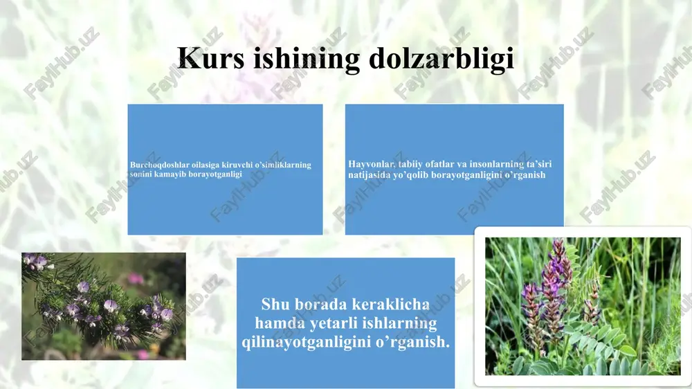 turlar burchoqdoshlar (fabaseae) oilasi turkumi turlarining tarqalishi tash fondida saqlanayotgan burchoqdoshlar turkumi namunalarning tahlili o‘simlik turi saqlanayotgan namunalar soni kelib chiqishi loviya 300 o‘zbekiston, lotin amerikasi no‘xat 200 turkmaniston, hindiston, o‘zbekiston yasmiq 100 eron, o‘zbekiston mosh 80 janubi-sharqiy osiyo beda 150 o‘zbekiston, rossiya, yevropa o‘simlik turi moslashuv darajasi (%) qurg‘oqchilikka chidamlilik regeneratsiya darajasi (%) loviya 70 o‘rtacha 85 no‘xat 65 yuqori 80 yasmiq 60 yuqori 78 mosh 50 past 72 beda 75 o‘rtacha 90 qizil kitobga mansub turlarning muhofaza etiladigan tabiiy hududlarda tarqalishi muhofaza etiladigan hududlar va ular tarqaladigan turlar: muhofaza etiladigan hudud qizil kitobdagi turlar oilasi tarqalish shakli qizilqum biosfera rezervati astragalus unifoliolatus, fabaceae, cho‘l zonasi zarafshon davlat qo‘riqxonasi onobrychis chorassanica, tragacanthus spp. fabaceae tog‘ etaklari, dasht hisor davlat qo‘riqxonasi colutea orientalis, oxytropis alatavica fabaceae tog‘-o‘tloqli zonalar nuratau biosfera rezervati astragalus sieversianus, halimodendron halodendron fabaceae quruq tog‘ yon bag‘irlari karakalpak qo‘riqxonasi astragalus chiwensisi fabaceae sho‘r yerlarda surxon davlat qo‘riqxonasi …