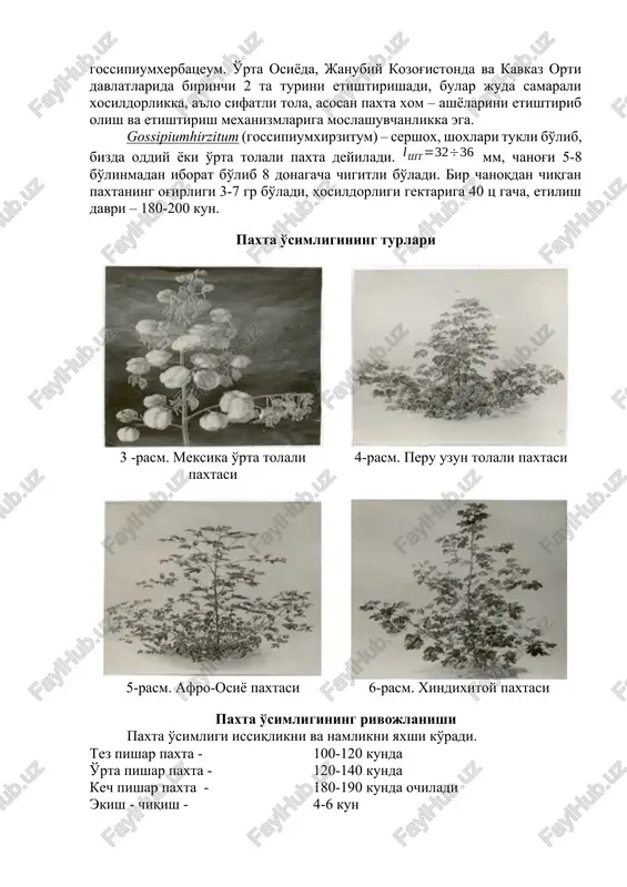 ipiumhirzitum (gossipiumxirzitum) – sershox, shoxlari tukli bo'lib, bizda oddiy yoki o'rta tolali paxta deyiladi. mm, chanog'i 5-8 bo'linmadan iborat bo'lib 8 donagacha chigitli bo'ladi. bir chanoqdan chiqgan paxtaning og'irligi 3-7 gr bo'ladi, hosildorligi gektariga 40 ts gacha, etilish davri – 180-200 kun. paxta o'simligining turlari 3 -rasm. meksika o'rta tolali paxtasi 4-rasm. peru uzun tolali paxtasi 5-rasm. afro-osiyo paxtasi 6-rasm. xindixitoy paxtasi paxta o'simligining rivojlanishi paxta o'simligi issiqlikni va namlikni yaxshi ko'radi. tez pishar paxta - 100-120 kunda o'rta pishar paxta - 120-140 kunda kech pishar paxta - 180-190 kunda ochiladi ekish - chiqish - 4-6 kun chiqish – 1 chi bargigacha - 8-10 kun 1 chi bargdan - gullashigacha - 30-35 kun gullashdan - ko'rakgacha - 18-24 kun ko'rakdan – 1 chi ochilishgacha - 40-60 kun tola rivojlanishida ikki davr mavjud. 1- davr g'o'za guli to'kilgandan keyin boshlanadi bu davrda tola tez bo'yiga o'sadi, tola yupqa devorli naychaga o'xshaydi. …