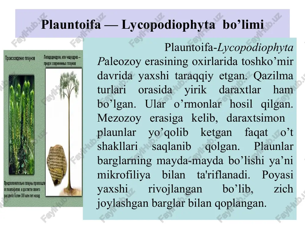 plaundoshlar (lycopodiaceae) oilasining vakillari etib kelgan. plaundoshlar oilasiga 4 ta turkum kiradi. plaun lycopodium turkumiga 200 dan ortiq tur kiradi. ular tropik zonadan to tundragacha tarqalgan. o’rta osiyoda esa tog’li hududlarda uchraydi. poyasi tikka, ayrimlari yotib o’sadi yoki epifit holda uchraydi. to’nog’ichsimon plaun- lycopodium clavatum cho’qmoqli plaun (to’nag’ichsimon plaun) - lycopodium clavatam cho’qmoqli plaun (to’nag’ichsimon plaun) (lycopodium clavatam). ko’p yillik o’t o’simlik. poyasi yotib o’sadi, doim yashil. ko’proq o’rmonlarda o’sadi. poyasi dixatomik tarzda shoxlar hosil qiladi. poyasining uzunligi 1,5 dan 3 m gachayetib boradi. plaun sporangiylarda yetilgan sporalar yordamida ko’payadi. sporalar yozgi dixatomik shoxlangan poyaning yuqori qismida spora hosil qiluvchi boshoqchalarda yetiladi. spora hosil qiluvchi boshoqcha ikki qisim-dan: o;q va unda joylashgan spora bargchalaridan (sporafillardan) tashkil topgan. spora bargchaning kengaygan qismining ustki tomonida buyraksimon sporogoniy va qisqa band bor. sporalar sporogoniyda yetigandan so’ng, sporogoniyning ko’ndalang choki bo’ylab yorilishi natijasida tashqariga. tarqaladi. ular shaklan bir xil yoki teng boiadi. tashqi tomondan …