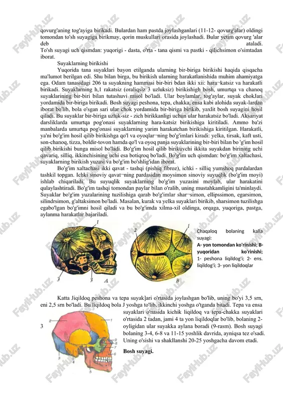 ga etadi. undan keyin har yili uning o'sishi 5-7 srn ni tashkil etadi. bolalikning ayrim davriarida bo'yga o'sish tezlashadi. masalan, 3 yoshgacha, 5-7 yoshgacha va 12-16 yoshgacha. o'sish 20-25 yoshgacha davom etadi (uning asosiy qismi, ya'ni 90% i 15-16 yoshgacha va qolgan 10% i 20-25 yoshgacha). 25-50 yosh o'rtasida bo'yning uzunligi deyarli bir xii saqlanadi. undan keyin har o'n yilda 1-2 srn dan kamayib boradi. buning sababi shundaki, umurtqalar orasidagi tog'aydan iborat disklarning ziehlashishi va yupqalashuvi hamda odamda jismoniy harakatlar kamayishi natijasida suyak-muskul to'qimalarining hajmi kiehrayadi. odamning gavda skeleti ikki qismdan iborat: umurtqa pog'onasi va ko'krak qafasi. umurtqa pog'onasi 33-34 umurtqaning birikishidan hosil bo'lib, uzunligi odamning bo'yiga qarab 70-90 sm gacha bo'ladi. umurtqa pog'onasi odam skeletining markaziy qismi bo'lib, unga barcha suyaklar birikib turadi va u tananing asosiy tayanchi bo'lib xizmat qiladi. umurtqa pog'onasi 5 qismdan iborat: bo'yin - 7, ko'krak - 12, bel - 5, dumg'aza - 5 va …