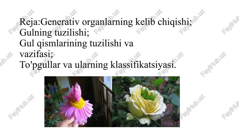 ‘lsa ham juda qisqa (sebarga, vorosil shishka va skabiozaning to‘pguli). so‘ta. oddiy boshoqqa o‘xshash, ammo to‘pgulning asosiy tanasi yo‘g‘on, seret bo‘ladi. bunga makkajo‘hori so‘tasi misol bo‘la oladi. shingil (shoda), uzun asosiy tanada bir xil uzunlikdagi gulbarglarda ayrim gullar bo‘ladi. beda, shirach, er yong‘oq, oq akatsiya va boshqalarning gullari ana shunday to‘pgullardir. oddiy boshoq. uzun asosiy tanada gulbandsiz gullar joylashgan bo‘ladi. zubturum guli, qiyoqning erkak to‘pgullari ana shunday to‘pgullarga misol bo‘lishi mumkin. soyabon. asosiy tanasi qisqa, gulbandlar xuddi bir joydan chiqqandek va uzunligi har xil bo‘ladi, shuning uchun gullar deyarli bir xil tekislikda joylashadi yoki gumbazsimon bo‘ladi (piyoz va olchaning to‘pgullari). * savatcha. tashqi ko‘rinishidan kallakka o‘xshaydi, ammo to‘pgullar juda o‘sib ketgan tarelkasimon yoki konussimon, gul o‘rnida g‘uj joylashgan, zich joylashgan gullardan tashkil topadi. uchki barglar o‘rama hosil qiladi. murakkabguldoshlarga kiruvchi: kungaboqar, bo‘tako‘z va qoqio‘tning to‘pgullari bunday to‘pgullarga misol bo‘la olishi mumkin. murakkab ro'vak murakkab soyabon bir nechta oddiy soyabonlar yigindisi …