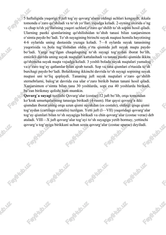 jud.uning yon chekkasida chin qovurg'alar tog’ayi birlashadigan qovurg‘a o'ymalari bor. homila 5 haftaligida yuqorigi 9 juft tog’ay qovurg‘alarni oldingi uchlari kengayib, ikkala tomonda o’zaro qo‘shiladi va to‘sh yo‘llari vujudga keladi. 2-oyning oxirida o’ng va chap to'sh yo‘llarining yuqori uchlari o‘zaro qo‘shilib to’sh sopini hosil qiladi. ularning pastki qismlarining qo'shilishidan to’shsh tanasi bilan xanjarsimon o‘simta paydo bo’ladi. to‘sh suyagining birinchi suyak nuqtasi homila hayotining 4-6 oylarida uning dastasida yuzaga keladi. 7—8 oylarda suyak tanasining yuqorisida va bola tug‘ilishidan oldin o‘rta qismida juft suyak nuqta paydo bo‘ladi. yangi tug‘ilgan chaqaloqning to‘sh suyagi tog‘aydan iborat bo‘lib, emizikli davrda uning suyak nuqtalari kattalashadi va tanani pastki qismida ikkita qo'shimcha suyak nuqta vujudga keladi. 3 yoshli bolada suyak nuqtalari yumaloq va o‘zaro tog‘ay qatlamlar bilan ajrab turadi. sop va tana qismlari o'rtasida to‘sh burchagi paydo bo‘ladi. bolalikning ikkinchi davrida to‘sh suyagi sopining suyak nuqtasi uni to‘liq qoplaydi. tananing juft suyak nuqtalari o‘zaro qo‘shilib sternebrlarni, balog‘at …