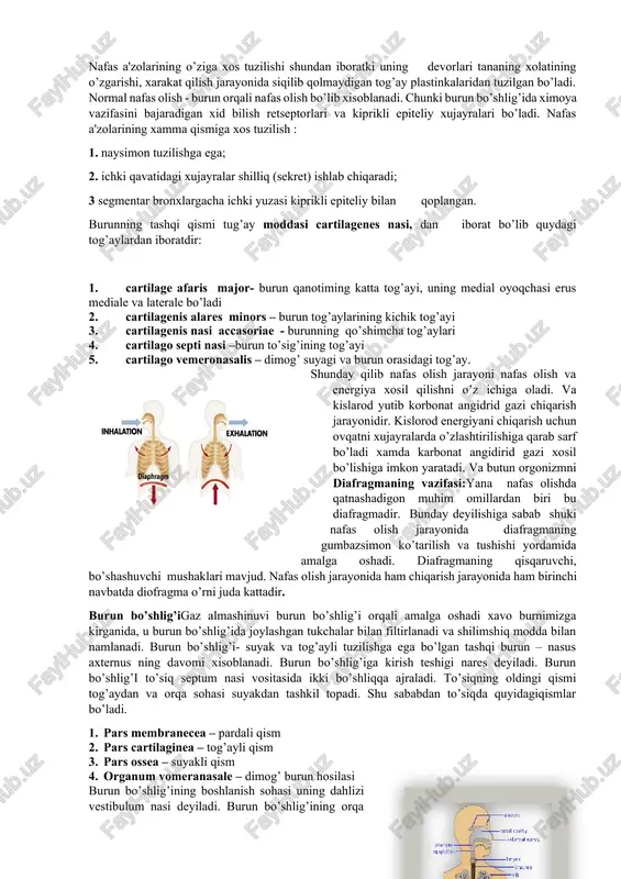 hiqadi. traxeya nayi ko’krak bo’shlig’iga o’sa boshlaydi va 6 xaftada bu nay ikkiga bo’linib, pufaksimon xosilalar bilan yakunlanadi. bu pufakchalar bo’lajak o’pka kurtaklari bo’lib xisoblanadi. icha nayidan o’sib chiqqan xosilalardan nafas yo’llarining faqat epiteliyto’qimasi va shilliq bezlar taraqqiy etadi. xiqildoq tog’aylarinin ko’pchiligi, traxeya va bronx tog’aylari va mushaklari mezenxima to’qimasidan rivojlanadi. qalqonsimon tog’ay 3-nchi jabra ravog’idan taraqqiy etadi. nafas a'zolarining o’ziga xos tuzilishi shundan iboratki uning devorlari tananing xolatining o’zgarishi, xarakat qilish jarayonida siqilib qolmaydigan tog’ay plastinkalaridan tuzilgan bo’ladi. normal nafas olish - burun orqali nafas olish bo’lib xisoblanadi. chunki burun bo’shlig’ida ximoya vazifasini bajaradigan xid bilish retseptorlari va kiprikli epiteliy xujayralari bo’ladi. nafas a'zolarining xamma qismiga xos tuzilish : 1. naysimon tuzilishga ega; 2. ichki qavatidagi xujayralar shilliq (sekret) ishlab chiqaradi; 3 segmentar bronxlargacha ichki yuzasi kiprikli epiteliy bilan qoplangan. burunning tashqi qismi tug’ay moddasi cartilagenes nasi, dan iborat bo’lib quydagi tog’aylardan iboratdir: 1. cartilage afaris major- burun qanotiming …
