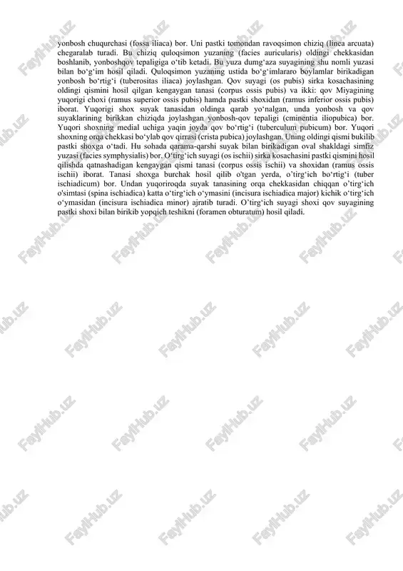 i son suyagi boshchasi bilan bo‘g‘im hosil qiluvchi yarimoysimon yuza (facies lunata) cgallagan, tubi esa g‘adir-budir. yonbosh suyagi (os ilium) ikki qism: pastki qalinlashgan, sirka kosachasini yuqori qismini hosil qilishda qatnashadigan tanasi (corpus ossis ilii) va yuqorigi kengaygan qanotidan (ala ossis ilii) iborat. yonbosh suyagining qanoti s shaklida, o‘rtasi yupqalashgan, uning chekkasi qalinlashib, yonbosh qirrasini (crista iliaca) hosil qiladi. yonbosh qirrasida qorin mushaklari birikadigan uchta g'adir-budir chiziqlar: tashqi lab (labium externum), ichki lab (labium internum) va oraliq chiziq (linia intermedia) bor. bu qirra oldingi va orqa tomonlarda o‘simtalar hosil qilib tugaydi. oldinda o‘zaro o'yma bilan ajragan oldingi yuqorigi (spina iliaca anterior superior) va ostki yonbosh o‘simtasi (spina iliaca anterior inferior), orqada esa orqa yuqorigi (spina iliaca posterior superior) va pastki yonbosh o'simtasi (spina iliaca posterior inferior) hosil bo'ladi. qanotning tashqi yuzasida dumba mushaklari boshlanadigan uchta chiziq, ayniqsa eng uzun oldingi dumba chizig‘i (linea glutea anterior) yaxshi bilinadi. u oldingi yuqorigi …