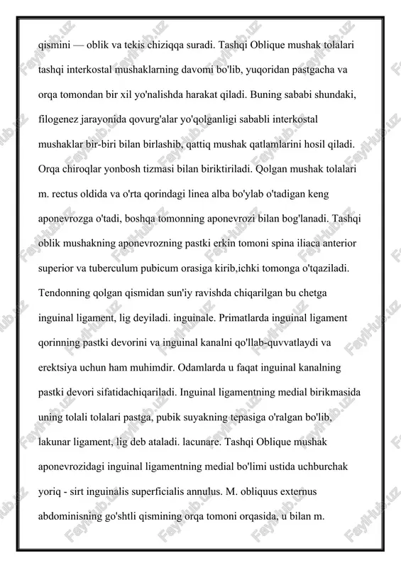 kin tomoni spina iliaca anterior superior va tuberculum pubicum orasiga kirib,ichki tomonga o'tqaziladi. tendonning qolgan qismidan sun'iy ravishda chiqarilgan bu chetga inguinal ligament, lig deyiladi. inguinale. primatlarda inguinal ligament qorinning pastki devorini va inguinal kanalni qo'llab-quvvatlaydi va erektsiya uchun ham muhimdir. odamlarda u faqat inguinal kanalning pastki devori sifatidachiqariladi. inguinal ligamentning medial birikmasida uning tolali tolalari pastga, pubik suyakning tepasiga o'ralgan bo'lib, lakunar ligament, lig deb ataladi. lacunare. tashqi oblique mushak aponevrozidagi inguinal ligamentning medial bo'limi ustida uchburchak yoriq - sirt inguinalis superficialis annulus. m. obliquus externus abdominisning go'shtli qismining orqa tomoni orqasida, u bilan m. latissimi dorsining boshlanishi o'rtasida kichik uchburchak bo'shliq hosil bo'ladi, trigonuum lumbale, pastki yonbosh tizmasi bilan cheklangan. ushbu uchburchakning pastki qismi ichki oblik qorin mushaklaridan iborat. m. obliqus externus abdominisning tashqi yuzasi mushak aponevrozida davom etadigan nozik fasya qatlami bilan qoplangan. subkutan hududdagi bu bargning yuqori qismida teri osti tolasining chuqur qatlamiga mansub fascia superficialis …