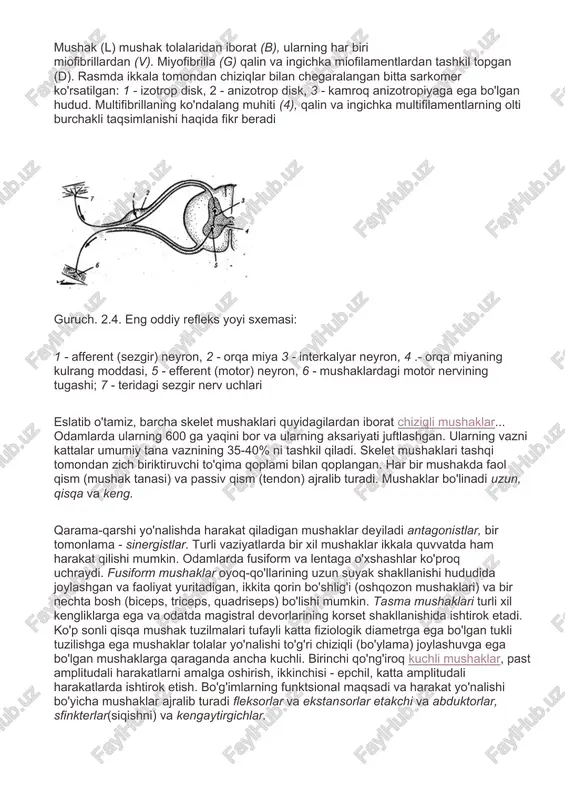 mushaklardagi metabolik jarayonlarni tartibga solish amalga oshiriladi, bunda ularning faoliyati o'zgargan ish sharoitlariga, turli mushak yuklariga moslashadi. har bir mushak kapillyarlarning tarvaqaylab ketgan tarmog'i bilan teshiladi, bu orqali mushaklarning hayoti uchun zarur bo'lgan moddalar kiradi va metabolik mahsulotlar chiqariladi. skelet mushaklari. skelet muskullari tayanch-harakat tizimi tuzilishining bir qismi bo'lib, skelet suyaklari bilan birikadi va qisqarganda skeletning alohida bo'g'inlari, tutqichlar harakatga keltiriladi. ular tananing va uning qismlarining kosmosdagi holatini saqlashda ishtirok etadilar, yurish, yugurish, chaynash, yutish, nafas olish va hokazolarda issiqlik hosil qilishda harakatni ta'minlaydilar. skelet mushaklari nerv impulslari bilan qo'zg'alish qobiliyatiga ega. qo'zg'alish kontraktil tuzilmalarga (miofibrillalar) amalga oshiriladi, ular qisqarish orqali ma'lum bir vosita harakati - harakat yoki kuchlanishni bajaradi. guruch. 2.3. mushakning sxematik tasviri. mushak (l) mushak tolalaridan iborat (b), ularning har biri miofibrillardan (v). miyofibrilla (g) qalin va ingichka miofilamentlardan tashkil topgan (d). rasmda ikkala tomondan chiziqlar bilan chegaralangan bitta sarkomer ko'rsatilgan: 1 - izotrop disk, 2 - …