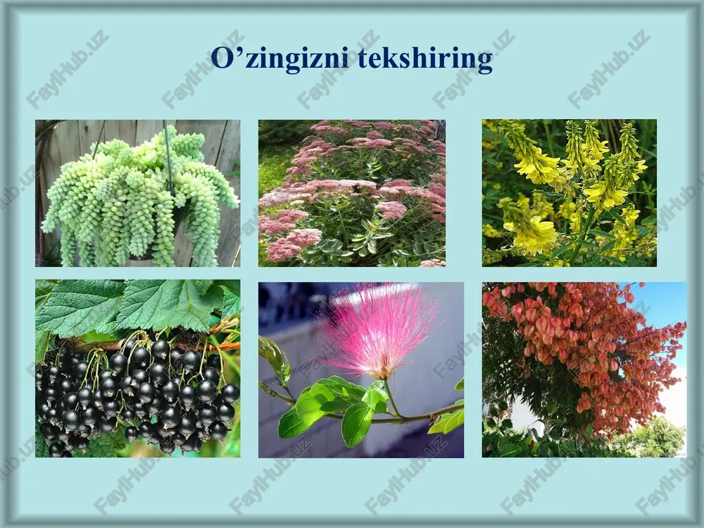 uri o’sadi. o’zbekistonda 4 turkumga kiruvchi 17 turi uchraydi. gullari aktinomorf, 2 jinsli. erbaxo -gazako’t -geniiana oliveri. ko’p yillik o’t, bo’yi -10-30-40 sm. ildiz bo’g’zidagi barglar to’pbarg hosil qiladi. gulkosa va tojbarglari 4-5 a'zoli. qo’ng’roqsimon, o’zaro tutashgan. gullari ko’k-siyoh rangli, poya uchida joylashgan, xushbo’y hidga ega. butun tanasida shifobaxsh, achchiq glikozid moddasi ko’p bo’ladi. xalq tabobatida ishtahani ochish, oshqozon-ichak, bezgak kasalliklarini davolashda ishlatiladi. respublikamizning barcha viloyatlarida, adirlarda va toshli tog’ yonbag’irlarida o’sadi ro’yannamolar –rubiales qabilasi ro’yandoshlar- rubiaceae oilasi ro’yandoshlar- rubiaceae oilasiga yer sharidagi 500 turkumga oid 7000 ta turni o’z ichiga oladi. o’zbekistonda 8 turkumga mansub 50 turi o’sadi. gullari aktinomorf, 2 jinsli, mevasi ko’sakcha yoki rezavor. oila vakillari orasida arab kofesi (coffea arabica) xin daraxti (cinchona ledgeriana) kabi foydali turlari bor. arab kofesi (coffea arabica) xin daraxti (cinchona ledgeriana)doim yashil daraxt po’stlog’ida xinin alkoloidi bor. bu alkaloid bezgakka qarshi eng yaxshi natija beruvchi doridir. bu daraxt indoneziya shirilanka hindistonda …