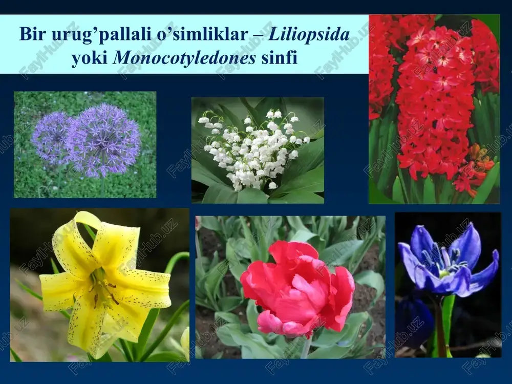 1. o’t o’simliklari bug’doydoshlar (boshoqdoshlar) oilasi - poaceae 2. barglari parallel 3. poyasi somon 4. gul formulasi: bug’doydoshlar (boshoqdoshlar) oilasi - poaceae 5. to’pguli murakkab boshoq, bug’doydoshlar (boshoqdoshlar) oilasi - poaceae (graminiae) 6. mevasi don turkumlari: bug’doy; javdar; arpa makkajo’xori; suli; sholi; tariq; qamish; bambuk; qo’ng’irbosh; chalov; sulibosh bug’doy javdar arpa tariq sholi suli chalov sulibosh qo’ng’irbosh prezentacii.com e’tiboringiz uchun raxmat image1.jpeg image2.jpeg image3.jpeg image4.jpeg image5.png image6.jpeg image7.jpeg image8.jpeg image9.jpeg image10.jpeg image11.jpeg image12.jpeg image13.jpeg image14.jpeg image15.jpeg image16.jpeg image17.jpeg image18.jpeg image19.jpeg image20.jpeg image21.jpeg image22.jpeg image23.jpeg image24.jpeg image25.jpeg image26.jpeg image27.jpeg image28.jpeg image29.jpeg image30.jpeg image31.jpeg image32.jpeg image41.jpeg image33.jpeg image34.jpeg image35.jpeg image36.jpeg image37.jpeg image38.jpeg image39.jpeg image40.jpeg image42.jpeg image43.jpeg image44.jpeg image45.jpeg image46.jpeg image47.jpeg image55.jpeg image48.jpeg image49.jpeg image50.jpeg image51.jpeg image52.jpeg image53.jpeg image54.jpeg image56.jpeg /docprops/thumbnail.jpeg