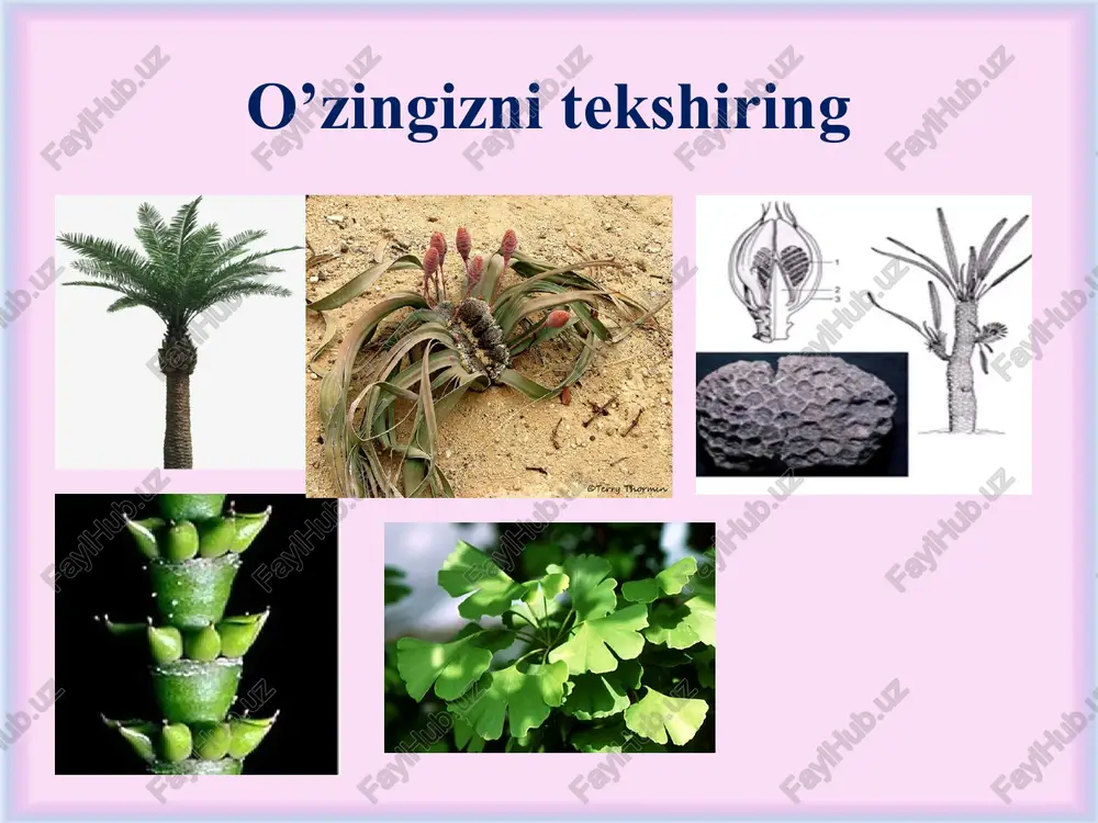2-sinfcha. qarag’aykabilar (ignabarglilar) - pinidae 1-sinfcha. kordaitkabilar – cordaitidae kordaitsimonlar – to’liq qadimda qirilib ketgan. bo’yi 20 m gacha bo’lgan. monopodial shoxlangan, qaddi tik turadigan daraxt, shoxlanishi faqat yuqori qismida bo’lgan. poyasining o’rtasida keng o’zagi bo’lib, xozirgi yong’oqlarnikiga o’xshash. poyaning ko’p qismini ikkilamchi ksilema egallaydi. traxeidlardan tashkil topgan. reproduktiv organlari barglari orasidagi sirg’asimon to’plangan strobillardan iborat (uzunligi 30 sm gacha). shamol yordamida changlangan. kordait (cordaites): a – rekonstruktsiya qilingan o'simlik; b – strobilli shoxchasi; v – mikrostrobil; g – mikrosporangiofor; d - megastrobil qarag’aykabilar - pinidae sinfchasi (ajdodchasi) sinfcha 7 ta qabila, 7 ta oila va 55 turkumga mansub 560 dan ziyod turni birlashtiradi. 7 qabiladan 2 tasi bizgacha yetib kelmagan. 1. araukariyanamolar (araucariales) qabilasi 2. qarag’aynamolar (pinales) qabilasi. 3. sarvnamolar (cupresales) qabilasi. 4. tissanamolar (taxales) qabilasi 5. podokarpnamolar (podocarpaceae) qabilasi oila. araukariyadoshlar – araucariaceae araukariyanamolar-araucariales qabilasi 2 ta turkum 35 ta turdan iborat. ulrga janubiy yarim shardagi tropik hududlarda …
