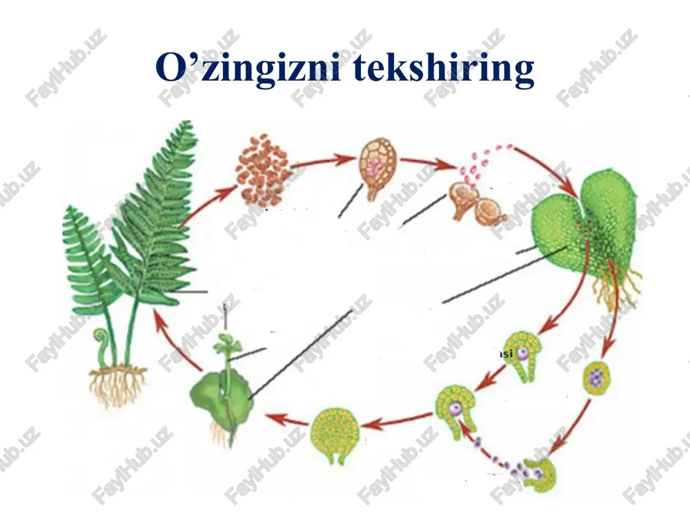 hi monopodial, poyasi kambiy faoliyati natijasida ikkilamchi yug’onlashish xususiyati bilan yopiq urug’li o’simliklarga yaqin tursada, tarxeyalardan tuzilganligi va o’tkazuvchi bog’lamlar yo’qligi bilan ulardan farq qiladi. ochiq urug’lilar doimiy yashil o’simliklar bo’lib, ildizi-asosiy va yon ildizlardan iborat. ochiq urug’li o’simliklarning xarakterli xususiyatlaridan biri urug’ va urug’ kurtakni ochiq bo’lishidir. ularning urug’lari mevaning ichida emas, balki megosporafillarda ochiq holda joylashadi. urug’i urug’ to’g’risida taxtadjyan a.l.(1978) : "ichki urug’lanishga o’tilishi, murtakning urug’murtak ichida rivojlanishi, va tarqalishning eng samarali birligi bo’lmish urug’ning paydo bo’lishi – urug’li o’simliklarning eng muxim biologik afzalligi hisoblanadi, chunki urug’ turli sharoitlarga to’liqroq moslashish va yaxshiroq rivojlanish imkonini berdi (sporalilarga nisbatan). spora bilan ko’payishda ularning soni millionlab bo’ladi, urug’larning soni esa bir necha bor kam bo’ladi. urug’ - tarqalishning sporaga nisbatan ishonarliroq usulidir. urug’ning ichida tayyor xolda murtak bo’ladi - ya'ni mittigina sporofit bo’ladi. uning ildizchasi, kurtakchasi va murtak barglari (urug’palla barglari), zahira oziq va zarur fermentativ apparati bo’ladi. urug’ …
