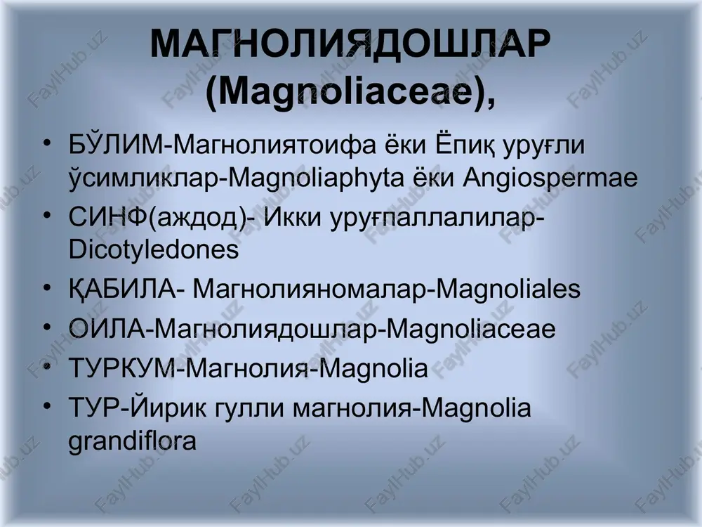. gultoji 12 ta, 3 yoki 4 doira bo'lib joylashgan. gultoj barglari gulkosaga nisbatan ancha yirik. lekin anatomik tuzilishi jixatidan ular bir – biriga yaqin turadi. changchilari cheksiz (32 tagacha) uch qator bo'lib joylashgan. urug'chisi bir yoki ikkita mevali bargdan tashkil topgan. urug'chi tumshuqchasi uncha taraqqiy qilmagan, u asosan tuksimon tuzilishda bo'lib, changni ushlab qolishga moslashgan. degeneriyalar asosan qo'ng'izlar yordamida changlanadi. shu sababdan degeneriyalar gulida juda ko'p sonda sarg'ish qo'ng'ir rangli kichkina qo'ng'izlarni uchratish mumkin. degeneriya mevasi ancha yirik bo'lib, uning uzunligi 5 sm ga etadi. eng qiziqarli tomoni degenriyalar urug'ining murtagi 3 yoki 4 urug'palladan iborat. degeneriyalar aslida ikki urug'pallali o'simlik. magnoliyadoshlar (magnoliaceae) magnoliyadoshlar (magnoliaceae) oilasi oila vakillari daraxt va butalardan iborat bo'lib, ularning 12 turkumga mansub 240 ga yaqin turi mavjud. ular asosan janubiy – sharqiy osiyoning va shimoliy amerikaning janubi- g'arbidagi o'rmonlarda tarqalgan. barglari oddiy, guli to'g'ri. ikki jinsli, gul qo'rg'on bo'laklari 6-12 va undan xam ko'p. …