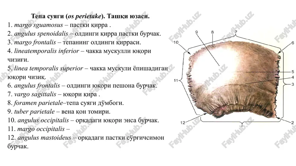 bosh skeleti suyaklari - Page 2