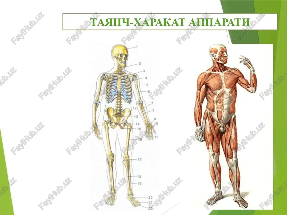 i kam, g‘ovak moddasi yaxshi takomillashmagan. shuning uchun yosh bolalar suyagi uncha qattiq bo‘lmay, pishiq va bukuluvchan. qon tomirlarning ko‘pligi suyaklarning oziqlanishi uchun sharoit yaratib beribgina qolmay, har xil yallig‘lanish jarayonlarining tez taraqalishiga ham sabab bo‘ladi. suyak usti pardasi yosh bolalarda qalin, uning ichki qavati yaxshi takomillashgan. suyaklarning o’sishi, rivojlanishi, suyak usti va epifizar tog’ay to’qimasining ahamiyati. homila taraqqiyoti davrida suyak to‘qima boshqa to‘qimalarga nisbatan kechroq, ona qornidagi hayotining ikkinchi oyi o‘rtalarida mezenximadan vujudga kelgan alohida hujayralar osteoblastlardan paydo bo‘ladi. bu osteoblastlar tayanch vazifasini bajaradigan oraliq suyak moddalarini ishlab chiqaradi. suyaklar taraqqiyot davrida bir xil rivojlanmaydi. ularning ma‘lum birlari (kallaning tom va yuz qismi suyaklari) biriktiruvchi to‘qimadan suyakka aylanadi yoki ikki bosqichni o‘tadi. bularni birlamchi suyaklar deb ataladi. boshqa suyaklar esa tog‘aydan taraqqiy etadi yoki uch bosqichni (parda, tog‘ay, suyak) o‘tadi va ularni ikkilamchi suyaklar deyiladi. suyaklanish jarayoni to‘rt turga bo‘linadi: i.endesmal suyaklanish (en-ichida, desmos-boylam) turida birlamchi suyaklar vujudga keladi. …