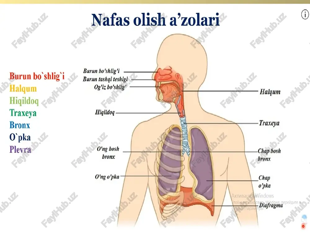 iq ko’rinadigan turtib chiqqan holda ko’rinadi. shuning uchun uni olimlar odam ato olmasi- pomum adami deb atashgan. hiqildoqning orqa tomonida halqum joylashgan bo’lib, hiqildoq o’zining kirish teshigi aditus laryngis orqali bevosita aloqada. hiqildoqning ikki yonida yirik qontomirlar joylashgan uning old tomonida til osti suyagidan pastda joylashgan muskullar bo’yin fastiyalari bilan birga joylashgan. undan tashqari old tomonda qalqonsimon bezning yon bo’laklarining yuqori qismlari tegib tursa, hiqildoq pastga bevosita kekirdakkacha davom etadi. inson hiqildog’i beqiyos darajadagi musika asbobidir. shunga qaramasdan hiqildoq harakat tizimi prinstipida tuzilgan. shuning uchun uni tog’aylardan iborat skeleti, ularning o’zaro birlashuvlari, ularni harakatga keltiruvchi muskullari mavjudki, ularning vazifalari natijasida ovoz yorig’i va ovoz boylamining tarangligi o’zgaradi. kekirdak trachea (yunoncha trachus-g’adir-budir), hiqildoqning bevosita davomi bo’lib, vi bo’yin umurtqasi tengligida boshlanadi va v ko’krak umurtqasining yuqori chetida tugab, o’ng va chap bosh bronxlarga bo’linadi. kekirdakning ikkiga bo’lingan qismi, uning ayrisi bifurcatio tracheae deyiladi. kekirdak uzunligi 9 sm dan 11 sm gacha. …