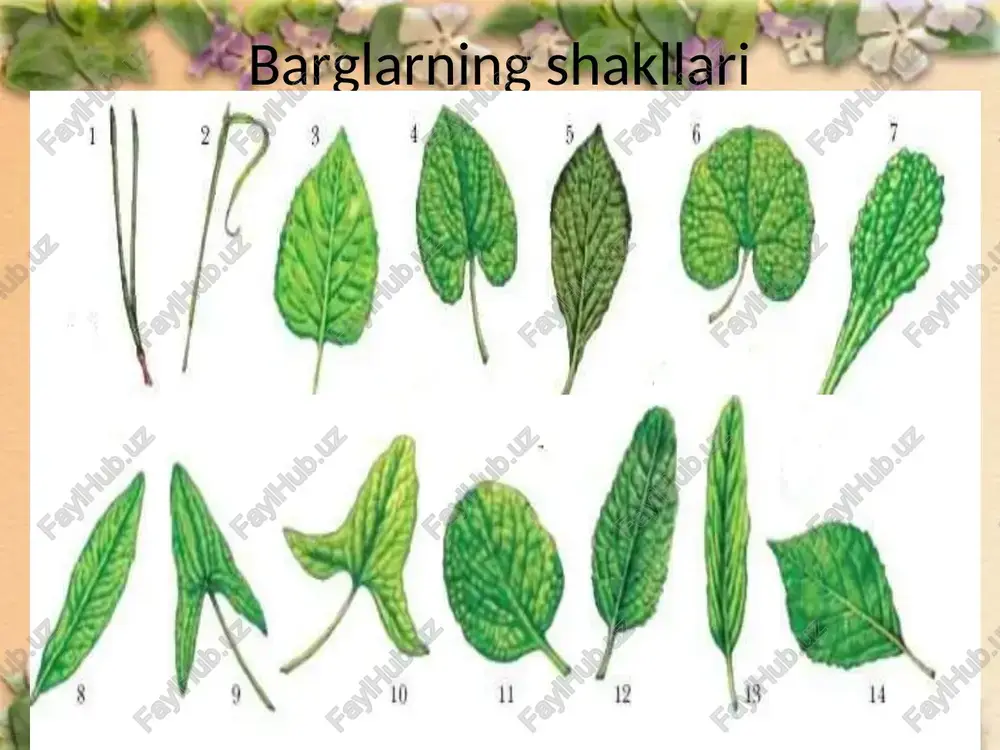 qilib, qizilcha ( efedra) va kazuarinlarni keltirishgan * strobilyar nazariya strobilyar nazariya 1905 yilda yaratilgan. bu nazariyaning asoschilari nemis botanigi x.gallir (1912), ingliz olimlari, a.arber, d d.parkinlar ( 1905) strobillar yoki chingul nazariyasining asoschilari hisoblanadi. * telom nazariyasi telom nazariyasining asochisi nemis olimi simmerman (1959) hisoblanadi. telom nazariyasiga binoan, eng qadimgi gulli o’simliklar psilofitlarning telomidan kelib chiqqan deydi. gulning tuzilishi gultoj gulning qismlari changchi urug’chi gulning asosiy qismlari tojbarglar kosacha gulkosacha gulo’rni gulbandi gulqo’rg’on gul o‘qi (qisqargan novda) yoki gul o‘rni torus (lot. torus – joy, o‘rin) deb ataladi. gul o‘rni birmuncha yassi (pion, ayiqtovon, malina – xo‘jag‘at va boshqalarda), konussimon (na’matakda), botiq (olxo‘ri olchada) bo‘ladi. gul o‘rnida gulning hamma qismlari: gulkosa, gultoji, changchi, urug‘chilar o‘rnashadi changchi changchida har-xil changlar mavjud changlarning o’lchamlari har xil bo‘lib, sharsimon, ellipssimon, yulduzsimon, gildiraksimion va boshqa shakllarda bo’ladi. * urug’chi ginetsey xillari bir gulning urug‘chi barglari (meva barglari) bir-biri bilan tutashmagan holda, har qaysisi …