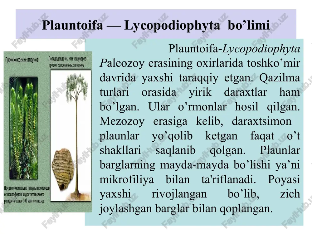 plaundoshlar (lycopodiaceae) oilasining vakillari etib kelgan. plaundoshlar oilasiga 4 ta turkum kiradi. plaun lycopodium turkumiga 200 dan ortiq tur kiradi. ular tropik zonadan to tundragacha tarqalgan. o’rta osiyoda esa tog’li hududlarda uchraydi. poyasi tikka, ayrimlari yotib o’sadi yoki epifit holda uchraydi. to’nog’ichsimon plaun- lycopodium clavatum cho’qmoqli plaun (to’nag’ichsimon plaun) - lycopodium clavatam cho’qmoqli plaun (to’nag’ichsimon plaun) (lycopodium clavatam). ko’p yillik o’t o’simlik. poyasi yotib o’sadi, doim yashil. ko’proq o’rmonlarda o’sadi. poyasi dixatomik tarzda shoxlar hosil qiladi. poyasining uzunligi 1,5 dan 3 m gachayetib boradi. plaun sporangiylarda yetilgan sporalar yordamida ko’payadi. sporalar yozgi dixatomik shoxlangan poyaning yuqori qismida spora hosil qiluvchi boshoqchalarda yetiladi. spora hosil qiluvchi boshoqcha ikki qisim-dan: o;q va unda joylashgan spora bargchalaridan (sporafillardan) tashkil topgan. spora bargchaning kengaygan qismining ustki tomonida buyraksimon sporogoniy va qisqa band bor. sporalar sporogoniyda yetigandan so’ng, sporogoniyning ko’ndalang choki bo’ylab yorilishi natijasida tashqariga. tarqaladi. ular shaklan bir xil yoki teng boiadi. tashqi tomondan …