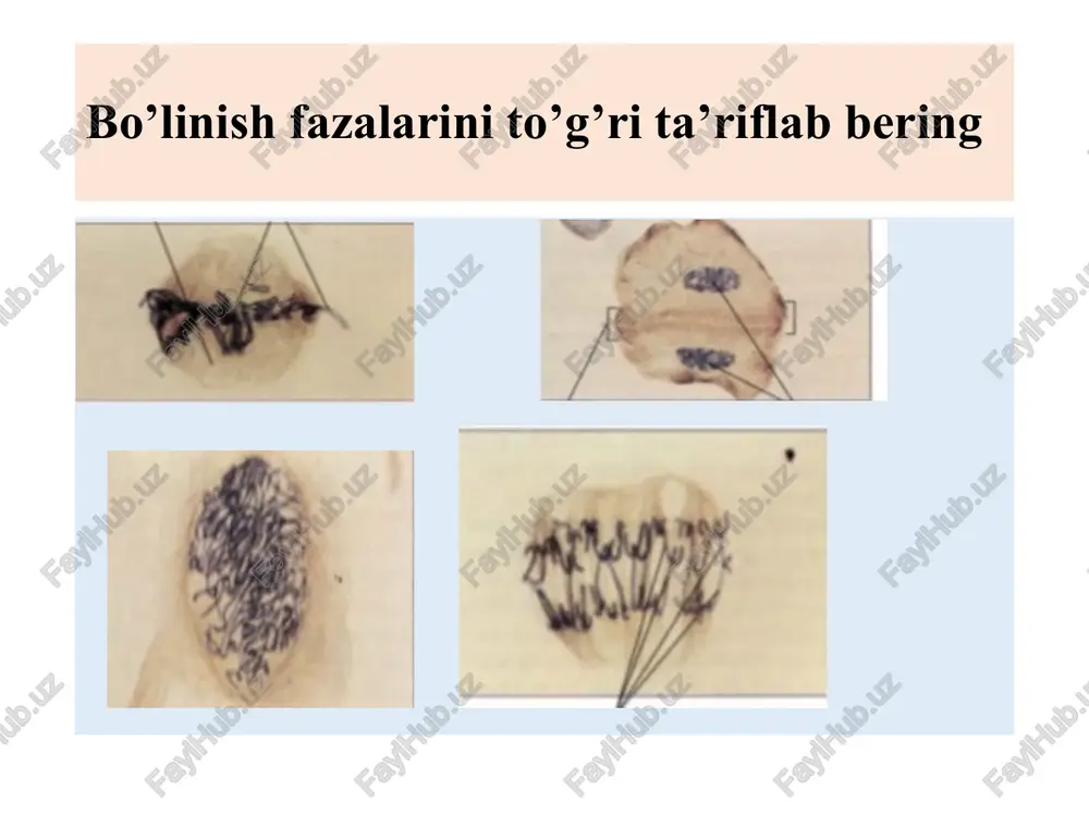 liklarning o‘sishini ta’minlaydi. meristema to‘qimasi behisob bo‘linish xususiyatiga ega va uni ko‘p vaqt saqlab qoladigan bir qancha initsial hujayralarga ega. ulardan o‘simliklarning barcha to‘qima va organlari hosil bo‘ladi. hosil qiluvchi to‘qima hosil qiluvchi to’qima 1) uchki (apikal); 2) yon (laterial): a) birlamchi (prokambiy, perisikl); b) ikkilamchi (kambiy, fellogen); 3) oraliq (interqalyar); 4) jarohat to’qimalar. poyaning o’sish zonasida ildizning uchki o’sish zonasida kambiy hosil qiluvchi to’qima sxemasi: 1 – inisal hujayra, 2 – promeristema, 3 – merestema, 4 – prokambiy, 5 – kambiy. a – dermatogen, b – periblema, v – pelroma, a1 – epidermis, b1 – birlamchi po’stloq, v1 – markaziy silindr. 12 hosil qiluvchi to’qima hosil qiluvchi to‘qimalar o‘simliklarda joylashgan o‘rniga ko‘ra 4 xil bo‘ladi. 1). tepa- apikal meristema. 2). interkalyar meristema. 3).yon meristema. 4). yara meristemalari. ildiz (a) va poyaning (b) o’sish konusi: 1,4 — tunika ( bu yerda o’sish konusining meristemasi joylashgan); 1,5 — shakllanayotgan konus meristemasi; …