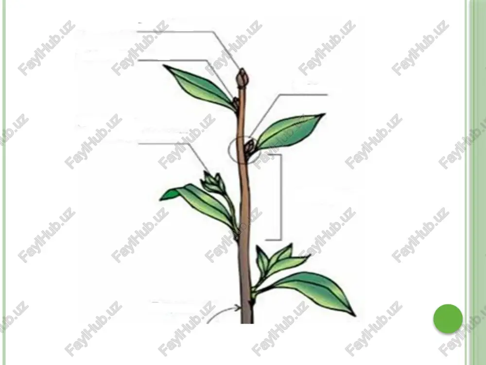 ilashib o'suvchi (qovoq, tok, luffa, liftok) chirmashuvchi (zarpechak) buraluvchi (pechakgul) shokolad daraxti (theobroma cacao) va qovun daraxtining (carica papaya) poyalarida gul va mevalar rivojlanadi. ratang palmasi poyalarning shakli poyalar shakliga ko'ra xilma-xil bo'ladi: uch qirrali (hilol, salomalaykum) to'rt qirrali (yalpiz, rayhon, kiyiko't) yumaloq (bug'doy, arpa, makkajo'xori) yassi (kartoshka) ko'p qirrali (qovoq, arpabodiyon, artishok). poyalarning shakli o’simliklar poyasining sirti ham xilma-xil. masalan, makkajo’xorida ular tuksiz, yalpizda mayin tukli, atirgulda dag’al tukli va tikanli bo’ladi. o’sish konusining tuzilishi o’sish konusi yirik yodroli, shirasi deyarli bo’lmagan va yupqa sellyloza yoki pektin po’stli mayda hujayralardan tashkil topgan. o’sish konusi hujayralari zo’r berib bo’linish xususiyatiga ega bo’lib, birlamchi meristema yoki birlamchi hosil qiluvchi to’qima hisoblanadi. poya odatda uchidan o’sadi, lekin ayrim hollarda oraliq o’sish ( interkalyar) ham kuzatiladi. masalan: bug’doydoshlar oilasi o’simliklarida, jumladan makkajo’xori, bug’doy kabilar uchidan emas, har qaysi bo’g’im oraliqlaridan o’sadi. o’sish konusining tashqi va ichki hujayralari bir xilga o’xshab ko’rinshi ham, bir-biridan …