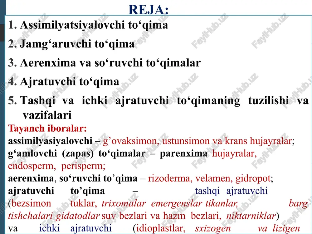 hi to’qima tuzilishi: 1 – epiderma, 2 – g‘ovaksimon hujayra, 3 – o‘tkazuvchi bog‘lam, 4 – kollenxima, 5 – ustunsimon hujayra, 6 – trixoma. 1 2 3 4 1 5 2 3 1 5 2 3 6 krans hujayra - fotosintezni amalga oshiruvchi tuzilma. krans hujayraning asosiy belgilaridan biri unda ko‘p sonli xloroplastlarning mavjudligi bo‘lib, ularning shakli ko‘p xollarda cho‘zinchoq, xatto to‘lqinsimon va jadal kraxmal to‘plashga moslashgan bo‘ladi (karpilov, 1970). mezofilldagi ustunsumon va krans hujayra xloroplastlari c4 tipli fotosintezni birgalikda amalga oshiradilar. krans hujayradagi mitoxondriya mezofill hujayralarinikidan 10 baravar faol (black, 1971) bo‘ladi assimilyasiyalovchi to’qima: turli o‘simlik turlarining krans hujayralari bargning turli qismlarida joylashib, tuzilmaning o‘zgaruvchanligini ta’minlashda katta imkoniyatlar yaratadi, hamda bunday hujayra va qurg‘oqchilikka chidamliligini ta’minlagani o‘simlikni jaziramaga uchun u evolyusion jihatidan yangi va yosh tuzilma hisoblanadi. krans hujayrali va c4 tipli fotosintezlovchi o‘simliklar s3 fotosintezlovchi - kserofitlarga nisbatan oqsilni 20 baravar ortiq ishlab chiqaradi, transpirasiya uchun suvni 2,5 …