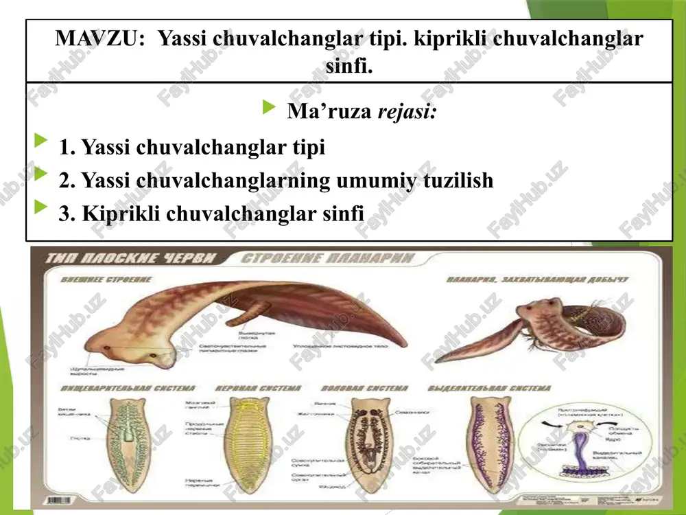 yassi chuvalchanglar tipi. kiprikli chuvalchanglarsinfi - Page 2