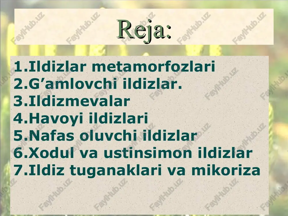 boshqalar kiradi. ildiz tuganak yon va qo'shimcha ildizlar o'zida zapas oziq moddalar to'planish natijasida shaklini o'zgartirib, tugunaklar hosil qilishidir. ildiz tugunaklarida kurtaklar bo'lmaydi. tayanch ildizlar tayanch ildizlar poyadan chiqqan qo'shimcha ildizlar bulib, uni tik tutib turishga yordam beradi. bunday ildizlarni ko'pincha kechpishar, baland bo'yli makkajo'xori, oqjo'xori o'simliklarning pastki bo'g'inlarida ko'rish mumkin. havoyi ildizlar havoyi ildizlar epifit (yunon. epi-ustidan, yuqoridan, fiton- o'simlik ) larda uchraydi. bunday ildizlar poyadan hosil bo'ladi va qo'shimcha ildizlar hisoblanadi. soyabondoshlar, kuchalaguldoshlar, ananasguldoshlar oilalariga mansub o'simliklar daraxtlarga chirmashib o'sadi, ammo parazitlik qilib yashamaydi, balki ulardan suyanchiq substrat sifatida foydalanadi. ularning havoyi ildizlari havoda muallaq osilib turadi va yomg'ir yoki shudring namidan foydalanishga imkon beradi. havoyi ildizlar xonalarda o'stiriladigan manzarali monstera o'simligini havoyi ildizlari pastga osilib o'sadi va erga tegib so'ngra unga kirib o'simlikka tayanch bo'ladi. nafas oluvchi ildizlar nafas oluvchi ildizlar tropik sharoitda, dengiz va okeanlarning botqoqli qirg'oqlarida o'sadigan daraxtlarda uchraydi. masalan: avitsenniya o'simligida juda murakkab ildiz …