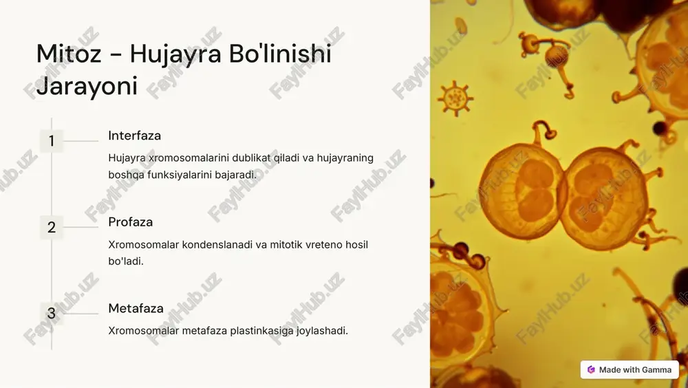 ishlab chiqaradi. endoplazmatik retikulum oqsillarni sintez qiladi va ularni hujayra bo'limlariga jo'natadi. golji apparati oqsillarni qayta ishlaydi va ularni hujayra bo'limlariga jo'natadi. https://gamma.app/?utm_source=made-with-gamma hujayra narkozi va uning ahamiyati narkoz fazasi hujayra bo'linishini to'xtatuvchi davr. hujayra rivojlanishi hujayra narkoz fazasidan chiqib, bo'linish va ko'paytirish jarayonlariga o'tadi. https://gamma.app/?utm_source=made-with-gamma hujayra tuzilishi va funksiyalari yadro genetik axborotni saqlaydi mitoxondriya energiya ishlab chiqaradi endoplazmatik retikulum oqsil sintezlaydi golji apparati oqsilllarni qayta ishlaydi https://gamma.app/?utm_source=made-with-gamma xulosa va takliflar 1 hujayraning tuzilishi eukariot hujayralarda turli xil organellalar mavjud bo'lib, ular muhim funksiyalarni bajaradi. 2 hujayra bo'linishi mitoz va meyoz - hujayra ko'payishining ikki turli jarayoni. 3 hujayra rivojlanishi hujayra narkoz fazasidan chiqib, ko'payish va rivojlanish jarayonlariga o'tadi. https://gamma.app/?utm_source=made-with-gamma
