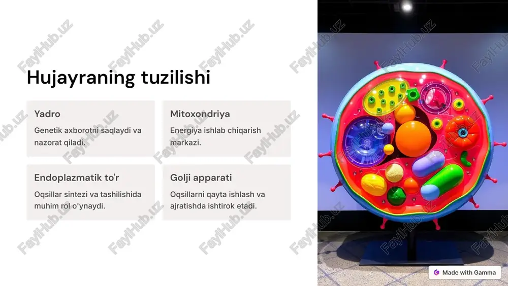 mma meyoz boshqariladigan jarayonlar 1 xromosomalar sirasining kamayishi meyoz natijasida euploid (normal) xromosomali hujayralar hosil bo'ladi. 2 genetik xilma-xillik meyoz jarayonidagi rekombinatsiya biologik turlarning turli xil irsiy belgilarini ta'minlaydi. 3 haploid hujayralar hosil qilish meyoz natijasida 4 ta genetik jihatdan turli xil haploid hujayra hosil bo'ladi. https://gamma.app/?utm_source=made-with-gamma meyoz bosqichlari 1 profaza i xromosomalar kondenslanadi, sinopton hosil bo'ladi. 2 metafaza i xromosomalar ekvatorda joylashadi, veretencha ularga birikadi. 3 anafaza i qutblarga tarqalgan xromosomalar ajraladi. 4 telofaza i ikki haploid hujayra hosil bo'ladi. https://gamma.app/?utm_source=made-with-gamma meyoz jarayonining ahamiyati genetik xilma-xillik meyoz jarayoni natijasida biologik turlar ko'p xil irsiy belgilarga ega bo'ladi. organizm rivojlanishi meyoz, hujayraning bo'linishi va differensiatsiyasi orqali organizmlarning normal rivojlanishini ta'minlaydi. urg'ochisi va erkagining qo'shilishi meyoz jarayoni zigotaning hosil bo'lishi uchun muhim. https://gamma.app/?utm_source=made-with-gamma yakuniy xulosalar genetik axborot hujayra yadrosidagi xromosomalar genetik axborotni saqlaydi. mitoz va meyoz hujayra bo'linishi va irsiy axborotning uzatilishini ta'minlaydi. biologik ahamiyat evkariot hujayralar haqidagi bilimlar hayotning turli …