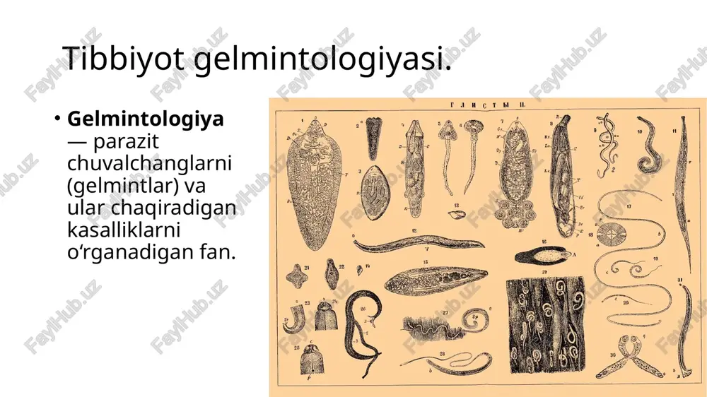 paragonimoz belgilar: yo‘tal, qonli balg‘am, ko‘krak og‘rig‘i davo: prazikvantel qon so‘rg‘ichlar (shistosomalar) tana: cho‘zilgan, ayrim jinsli turlari: schistosoma haematobium, s. japonicum, s. mansoni kasallik: shistosomoz belgilar: siydikda qon, ich ketishi davo: prazikvantel lentasimon chuvalchanglar (cestoda) qoramol soliteri (taeniarhynchus saginatus) uzunligi: 10 m gacha oraliq ega: qoramol chuchqa soliteri (taenia solium) uzunligi: 2–7 m oraliq ega: chuchqa kasalliklar: tenioz, tsistitserkoz davo: niklosamid, prazikvantel pakana gijja (hymenolepis nana) uzunligi: 2–4 sm odamda to‘g‘ridan-to‘g‘ri rivojlanadi kasallik: gimenolepidoz belgilar: qorinda og‘riq, holsizlik davo: prazikvantel keng tasmasimon chuvalchang (diphyllobothrium latum) uzunligi: 10–15 m oraliq egalar: qisqichbaqalar, baliq kasallik: difillobotrioz exinokokk (echinococcus granulosus) uzunligi: 3–5 mm oraliq ega: odam, qo‘y kasallik: exinokokkoz belgilar: jigar, o‘pka kistasimon shishlar davo: jarrohlik, albendazol alveokokk (alveococcus multilocularis) ko‘proq o‘pka va jigarni zararlaydi yumaloq chuvalchanglar (nemathelminthes) askarida (ascaris lumbricoides) uzunligi: 15–30 sm kasallik: askaridoz ostritsa (enterobius vermicularis) uzunligi: 0.5–1 sm kasallik: enterobioz qil boshli gijja (trichocephalus trichiurus) kasallik: trixotsefalez trixinella (trichinella …