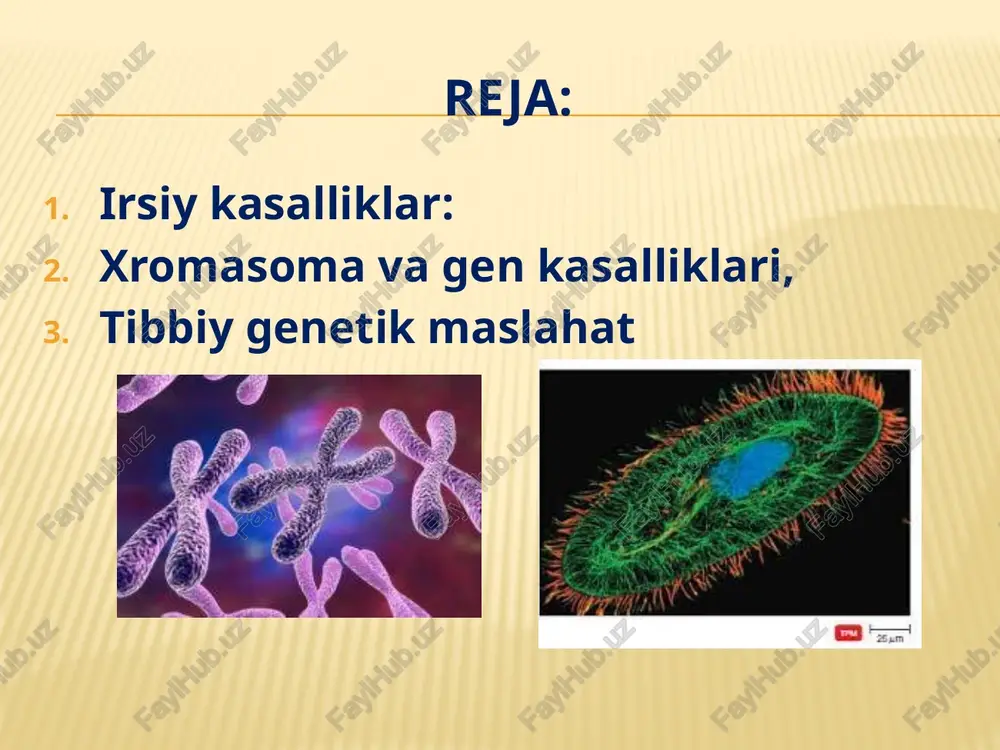 i u yoki bu oʻzgarishlar mutatsiyalarning bir turi hisoblanadi. agarda xromosoma mutatsiyalari jinsiy hujayralar yoki urugʻlangan tuxum xujayralari boʻlinishining birinchi bosqichlarida yuzaga kelsa, ular rivojlanayotgan organizmning koʻpgina hujayralariga oʻtadi, natijada qator rivojlanish nuqsonlari kuzatiladi. xromosomasida meʼyordan tashqari oʻzgarishlar bor embrionlar tugʻilgunga qadar nobud boʻladi, oʻlik tugʻilgan chaqaloqlarning 6%i xromosomalarida buzilishlar borligi aniqlangan. xromasoma va gen kasalliklari xromosoma kasalliklariga, asosan, xromosomalarning ikki xil oʻzgarishi sabab boʻladi; ulardan birinchisida xromosomalar sonining oʻzgarishi kuzatiladi. mac, uch toʻplam xromosomali tugʻilgan bolalar uzoq yashamaydi. xromosoma kasalliklarining koʻpchiligida bir juft xromosomalarning birida qoʻshimcha xromosomalar paydo boʻladi (trisomiya). koʻpincha trisomiya 21 xromosomada vujudga keladi, bunda daun kasalligi rivojlanadi. xromasoma va gen kasalliklari koʻpincha xromosoma kasalliklari bor bolalar sogʻlom otaonalardan tugʻiladi. xavfli guruhga, asosan, katta yoshdagi ayollar kiradi (35—40 yoshdan soʻng), ularda daun va xromosoma kasalliklarilar bilan tugʻilish bir necha bor oshib ketadi. xromasoma va gen kasalliklari xromosoma va gen irsiy kasalliklari farqlanadi. xromosoma kasalliklari, asosan, xromosoma tuzilishi …