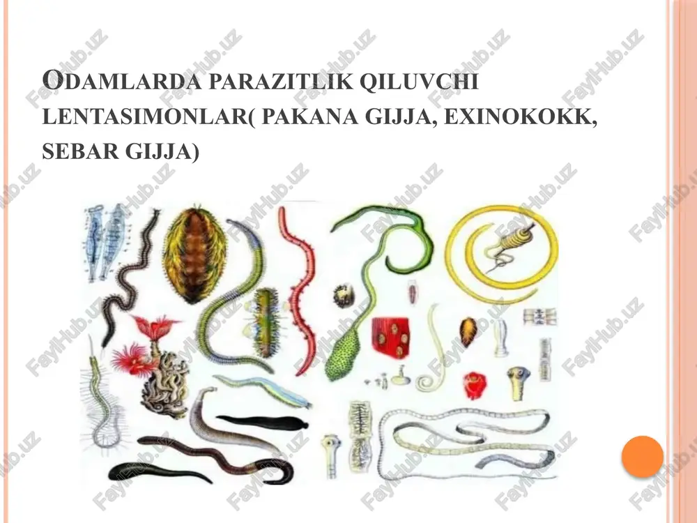 bo'shlig'iga to'g'ridan to'g'ri munchoqdek tizilgan qator tizma bo'g'imlardan tushishi ham mumkin. shuning uchun qator hollarda tuxumlar tashqi muhitga tushmagan holda ichak ichida bemorning "o'z o'ziga yuqtirishi" yoki aniqrog'i "takroran o'z o'ziga yuqtirishi" hodisasi ham sodir bo'ladi. pakana gijja qoʻzgʻatadigan kasallik gimenolepidoz deb atalib, me'da-ichak va asab tizimi faoliyatiga salbiy ta'sir etadi. ichak zararlanganda qorinda har xil og'riq, ich buzilib turishi, ko'ngil aynishi, ishtahaning pasayishi kuzatiladi. asab tizimi zararlanganda bosh og'rig'i, asabiylashish kuzatiladi, diqqat qilish va xotira pasayadi. allergiya vujudga kelib, bu terini qichishtiradigan toshmalar, kon'yunktivit (ko'z yallig'lanishi), burunda tumov kabi belgilar yuzaga keladi. pakana gijja bilan zararlanishdan qanday saqlanish kerak? dastavval umumiy sanitariya qoidalari va shaxsiy gigienaga rioya qilish: hojatxonalarni toza tutish, xlorli ohak bilan zararsizlantirish kerak. tungi tuvakni har safar foydalanishdan so'ng xlorli ohak va qaynoq suv bilan dezinfeksiya qilish kerak. hojatxonaga kirib chiqqach va ovqat yeyishdan oldin qo'lni tozalab sovunlab yuvish shart. tirnoqlarni qisqa qilib olib turish, barmoqlarni …