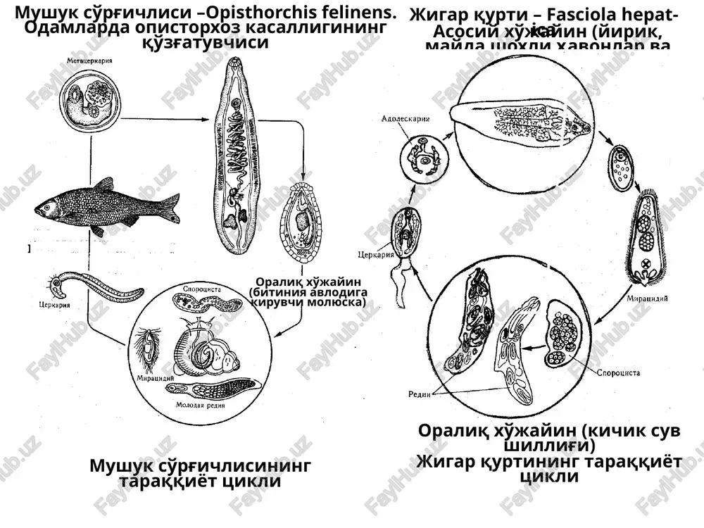 a → metatserkariya → etuk shakli… lantsetsimon so'rg'ich – dicrocoelium lanceatum – odamlarda dikrotselioz kasal-ligi qo'zg'atuvchisi. o'pka so'rg'ichlisi – paragonimus ringeri – odamlarda paragonimoz kasalligi qo'zg'atuvchisi. qon so'rg'ichi – schistosomalar odamlarda shistosomoz kasalligi qo'zg'atuvchilari uchta turi tibbiy ahamiyatga ega: 1. schistosoma haematobium (faqat odamda parazitlik qiladi) 2. schistosoma mansoni 3. schistosoma japonicum qon so'rg'ich – schistosoma haematobium 1 – og'iz so'rg'ichi; 2 – qizilo'ngach; 3 – qorin so'rg'ich; 4 – jinsiy teshigi; 5 – urug'donlar; 6 – ichak; 7 – bachadon; 8 – ootip va melis tanachasi; 9 – tuxumdon; 10 – sariqdonlar; 11 – ginekofor kanali dicrocoelium lanceatum – odamlarda dikrotselioz kasalligini qo'zg'atuvchisi. tana shakli – jarroxlar asbobi – lantsetga uxshaydi uzunligi 5-15 mm ikkala surgichi bir-biriga yakin joylashgan tuxumdoni shoxlanmagan bachadoni yirik va shoxlangan asosiy xujayini – utxur xayvonlar va odam oralik xujayinlari – kuruklikda yashaydigan mollyuskalar va chumoli lantsetsimon so'rg'ichning rivojlanish tsikli … etuk shakli → ichida …