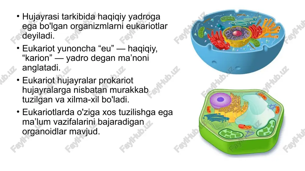 aradi; hujayra qobig‘ining asosiy qismini plazmatik membrana tashkil etadi; hayvon hujayralarining qobig‘i juda yupqa va elastik bo‘ladi. shuning uchun tayanch vazifasini bajara olmaydi o‘simlik hujayrasining qobig‘i qalin bo‘lib, u asosan sellyulozadan iborat; o‘simlik hujayrasining qobig‘i tayanch vazifasini ham bajaradi; plazmatik membrana barcha hujayralar uchun universal bo‘lgan - biologik membranadir. plazmatik membrana barcha hujayralarda uchraydi. hujayra o‘zining yuza qismida yupqa qobiq hosil qilib sitoplazmasini tashqi muhitdan ajratib turadi. tirik hujayraning yuza qismi to‘xtovsiz harakatlanib turadi, unda qavariq va botiqlar paydo bo‘lib, to‘lqinsimon tebranma harakat vujudga keladi, doimo u orqali makromolekulalar ko‘chirilib turadi. plazmatik membrana yuksak pishiqlikka va elastiklikka ega. u ozgina shikastlangan yoki yo‘qotgan qismini tezda hosil qilib o‘zining bir butunligini oson va tez tiklay oladi. plazmatik membrana bir tekis yaxlit tuzilgan emas. unda maxsus fermentativ kanalchalar bo‘lib, ular orqali hujayraning ichki qismiga fermentlar yordamida ionlar va kichik molekulali moddalar o‘tadi. shu bilan birga hujayra faoliyati natijasida hosil bo‘lgan moddalar hujayra …