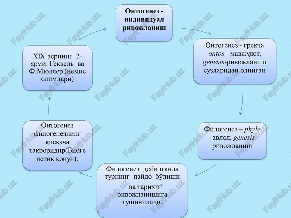 jayrasi a – tuxum hujayra b – 2-chi maydalanish bosqichidagi a – nursimon toj; b – yaltiroq parda; tuxum hujayra v – yadro; g – yadrocha; d – sariqlik granulalari. ovogenez jarayoni etilgan graaf follikulasi 1 – donador parda 2 – yaltiroq parda 3 – ii tartibli ovotsit 4 – nursimon toj 5 – tuxum hujayrani ushlovchi do'mboq 6 – follikula bo'shlig'i 7 – follikulaning ichki pardasi 8 – follikulaning tashqi pardasi embriogenez bosqichlari embriogenez bosqichlari urug'lanish gastrulyatsiya maydalanish gisto-organogenez odam tuxum hujayrasining maydalanishi a – urug'langan tuxum hujayra b-e – morula hosil bo'lishi j – morula kesimi 1 – trofoblastlar 2 - embrioblastlar z-i – blastotsista hosil bo'lishi k – blastotsista sxemasi sut emizuvchilarda urug'lanish a) spermiyaning tuxum hujayrasiga kirishi b) spermiya boshchasi kattalashib birlamchi yadroga aylanadi v) har ikki yadro qobig'i yo'qolib ular o'zora qo'shiladi g) birlamchi maydalanishning boshlanishi sut emizuvchilarda urug'lanish a) spermiyaning tuxum hujayrasiga kirishi(singamiya) b) …