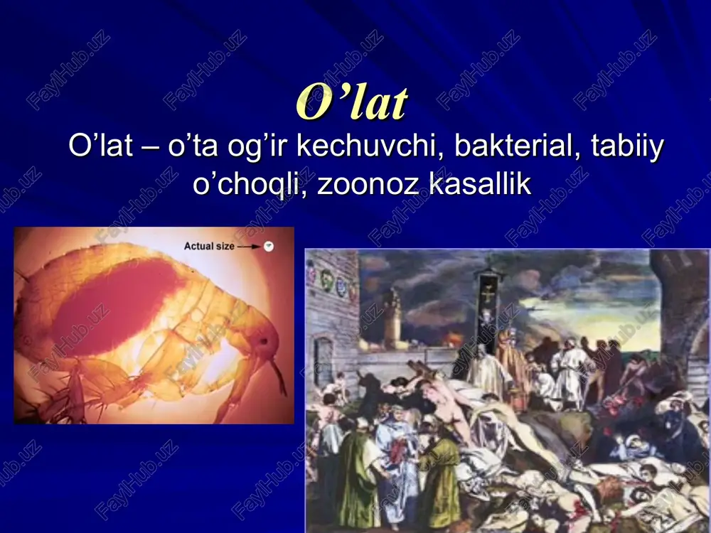 im perejivat visushivanie. y. pestis legko gibnet na solnechnom svete i pri visushivanii. daje, kogda naxoditsya v vozduxe, mikrob soxranyaetsya do chasa, v zavisimosti ot usloviy. appl environ microbiol. 2003 april; 69(4) o'latni dunyo miqyosida tarqalishi * mejdu 1954 i 1997, 38 stran soobshili o sluchayax chumi lyudey vo vsemirnuyu organizasiyu zdravooxraneniya. ne bilo soobsheno o sluchayax chumi v evrope s poslevoennogo vremeni i ne bilo soobsheno o sluchayax chumi v avstralii. za eto vremya, soobsheno o 80,613 sluchayax, s urovnem 1,832 sluchaev v god (kolebaniya,ot 200 do 6,004 sluchaev). sredniy uroven latelnosti sredi soobshennix sluchaev bil 11.8%. prirodnie (enzooticheskie) ochagi chumi (i, takim obrazom, territorii s naibolee visokoy zabolevaemostyu chumoy lyudey) vklyuchayut: madagaskar vostochnuyu i yujnuyu afriku (uganda, keniya, tanzaniya, mozambik, botsvana) yugo-vostochnaya aziya (osobenno vetnam i myanma(birma)) ochagi v yujnoy amerike (vklyuchaya territoriyu and v peru, bolivii, i ekvadore i na severo-vostoke brazilii) zapad soedinennix shtatov mongoliya i …