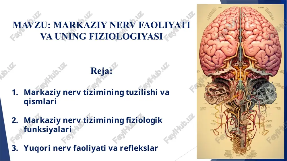 amda ichki muhitga moslashtirish vazifasini bajaradi. bu tizim neuronal tarmoq orqali axborotlarni qabul qiladi, qayta ishlaydi va javob reaksiyalarini shakllantiradi. 1. qo‘zg‘aluvchanlik va qo‘zg‘alishni o‘tkazish markaziy nerv tizimidagi asosiy hujayralar — bu neyronlar (nerv hujayralari) bo‘lib, ular tashqi va ichki muhitdagi har qanday o‘zgarishni sezish va unga javob berish qobiliyatiga ega. neyronlarning bu xossasi qo‘zg‘aluvchanlik deb ataladi. bu xususiyat tufayli neyronlar atrof-muhitdan yoki tana ichidan kelayotgan har qanday ta’sirga (stimulyatsiya) javoban faollashadi — ya’ni, ular o‘zida elektr impulsi (qo‘zg‘alish to‘lqini) hosil qiladi.  qo‘zg‘alish qanday yuzaga keladi? neyronning yuzasida har doim tinch holat (potensial farqi) mavjud bo‘ladi. neyronning membranasi o‘zgaradi. ichki va tashqi tomondagi ionlar harakati boshlanadi. natijada, elektr signali hosil bo‘ladi — bu qo‘zg‘alish to‘lqini yoki impuls deyiladi. bu impuls juda tez harakatlanadi — soniyada metrlab masofani bosib o‘tadi.  qo‘zg‘alish qanday o‘tkaziladi? hosil bo‘lgan impuls neyron bo‘ylab akson orqali harakatlanadi. impuls keyin boshqa: - neyronlarga, - mushak to‘qimalariga, …