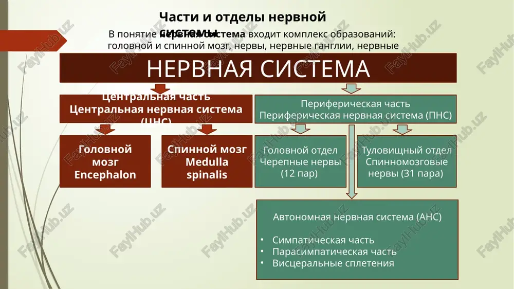 aya (nesimmetrichnaya) nervnaya sistema u karakatitsi takaya tsns vpervie voznikla u xordovix (lantsetnik) v vide neprerivnoy nervnoy trubki s otxodyashimi ot neyo segmentarnimi nervami ko vsem segmentam tulovisha – tulovishniy mozg iii etapom yavlyaetsya obrazovanie trubchatoy nervnoy sistemi. urovni organizatsii nervnoy sistemi cheloveka 1 diffuzniy tip – kletki metasimpaticheskoy nervnoy sistemi v tonkoy kishke otdelno lejashie ganglii (pokazani kletki resnichnogo uzla) 2 3 sloistie strukturi otdelov mozga iv etap svyazan s obrazovaniem golovnogo mozga. etot protsess nazivaetsya tsefalizatsiey (ot grech. «encephalon» – golovnoy mozg). dalneyshaya evolyutsiya tsns svyazana s obosobleniem perednego otdela nervnoy trubki, chto pervonachalno obuslovleno razvitiem analizatorov, i prisposobleniem k raznoobraznim usloviyam obitaniya. v protsesse obrazovaniya golovnogo mozga prinyato videlyat 3 etapa: iz perednego otdela nervnoy trubki formiruyutsya tri pervichnix puzirya. razvitie zadnego puzirya (pervichniy zadniy, ili rombovidniy mozg, rhombencephalon) zadniy mozg po mere razvitiya delitsya na sobstvenno zadniy mozg (metencephalon), sostoyashiy iz mosta i mozjechka, i prodolgovatiy …
