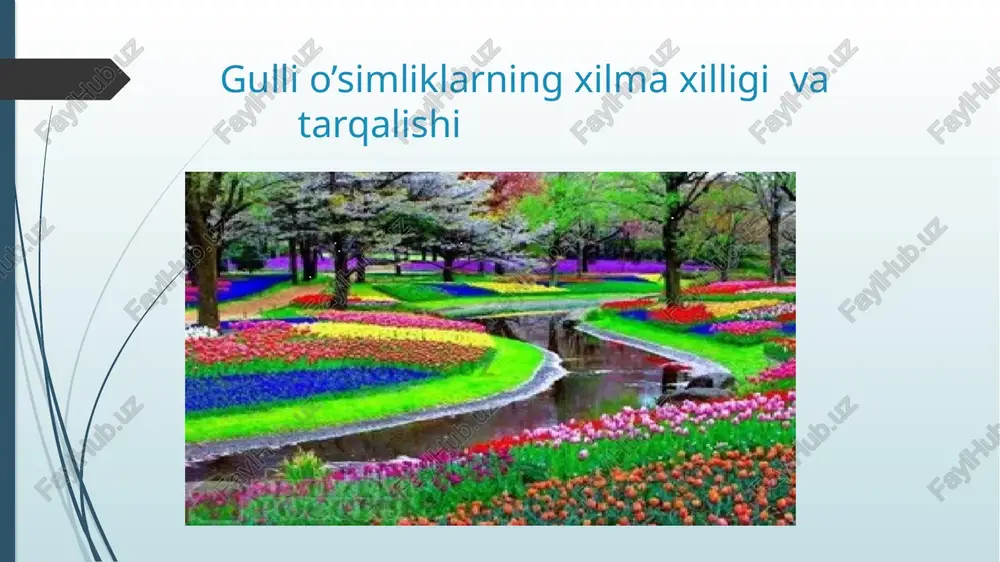 mustafoyev. s.m. ,,botanika toshkent 2005-yil. saxobiddinov. s.s. ,,o’simliklar sistematikasi” 3-qism toshkent 1966- yil. . mustafaev s.m. botanika. toshkent. «uzbekiston ».2002. e’tiboringiz uchun raxmat xulosa . o'simliklar dunyosida gulli o'simliklar aloxida o'rin egallaydi. ular butun o'simliklar dunyosining yarmidan ko'progini o'z ichiga oladi. gulli o'simliklar yer sharining deyarli hamma zonalarida uchraydi. ularni cho'ldan yaylovlargacha bo'lgan joylarda uchratish mumkin. gulli o'simliklarning evolyusiyasida oddiydan murakkabga qarab yo'nalishni kuzatish mumkin. devon va toshkumir davrida qirqbugimlar, plaunlar va qirqqo'loqlar (paporotniklar) keng tarqalgan va sporali o'simliklar, o'simliklar dunyosida xukmronlik kilgan. dastlabki urug'li o'simliklar esa devon davrining oxirlarida paydo bo'lib, mezozoy erasida keng tarqalgan. mezozoy erasining oxirlari va bur davrining boshlarida yopik urug'li o'simliklar vujudga kelib, keyinchalik ular yer sharidagi asosiy xukmron o'simlikka aylangan. umuman yopik urug'li o'simliklarning yoshi taxminan 120-130 mln yilgan to'g'ri keladi. yopik urug'li o'simliklarning yer sharida qisqa vaqtda, quruqlikda keng tarqalishiga baxo berib, m.i.golenkin «gulli o'simliklar yashash uchun ko'rash goliblaridir» deb ta'rif bergan edi. …