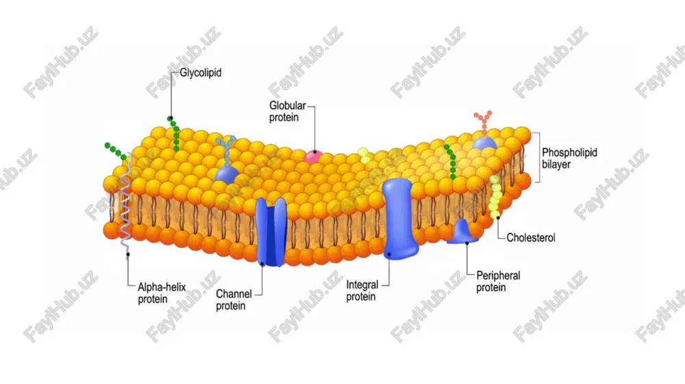 endoplasmic reticulum (er) structure - Page 2