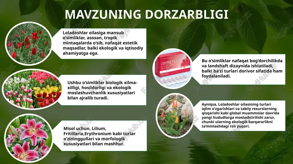 orfologik va ekofiziologik xususiyatlari bo‘yicha – filippov (1985), pavlov (1995), makarov (2007), temirov (2014).loladoshlar oilasiga mansub eremurus turkumi, ularning ekologik va amaliy ahamiyati bo‘yicha – usmonov (2001), rasulov (2003), temirov (2015).loladoshlar oilasining turli turlarining kimyoviy tarkibi va biokimyoviy xususiyatlari bo‘yicha – naumov (2016), ermakov (2010), petrov (2018).loladoshlar oilasiga mansub ba'zi turlarning antropogen ta’sirlar ostida biologiyasi – lazkov (2012), shmarayev (2000). o’zbekistonda: kasalliklar va zararkunandalar: lola gullari turli kasalliklar, masalan, botrytis (botrytis cinerea) kabi zamburug'li kasalliklar bilan zararlanishi mumkin. o'zbekistonda bu muammo 20-asrning 90-yillarida va 2000-yillarda ko'plab agronomlar va botanika olimlari tomonidan o'rganilgan.iqlim sharoitlari: o'zbekistonning turli mintaqalarida lola gullarining rivojlanishi va hosildorligi iqlim sharoitlariga bog'liq. olimlar, ayniqsa, suv resurslari va iqlim o'zgarishi muammolarini tadqiq qilishgan. bu muammolar 2000-yillardan keyin kengroq o'rganilgan. 5,25 sm tadqiqot maqsadi loladoshlar oilasiga mansub o‘simliklarning biologik xususiyatlarini, ekologik ahamiyatini va amaliy qo‘llanilishini o‘rganish hamda ularning ekologik barqarorlik va qishloq xo‘jaligidagi rolini tahlil qilish. tadqiqotning vazifalari loladoshlar oilasiga …