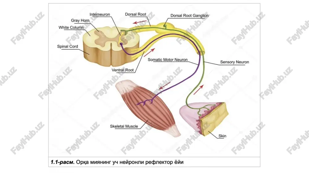 hujayralar tashkil qiladi. asstsiativ ekstrokortikal qisqa uzun komissural qadoq tana oldingi bitishma orqa bitishma tractus ganglio-bulbo-thalamo-corticalis proyeksion afferent proprioseptiv orqa miya bilan miya po‘stlog‘i orasidagi chuqur (propriotseptiv) sezgini o‘tkazuvchi yo‘l - tractus spinocorticalis proyeksion afferent ekstoseptiv orqa miya bilan miya po‘stlog‘i orasidagi yuzaki (og‘riq va harorat) sezgilarini o‘tkazuvchi yo’l- tractus spinothalamocorticalis (tractus ganglio-spino-thalamo-corticalis) orqa miya bilan miyacha orasidagi o‘tkazuv yo’llari impulslami mushaklar, paylar bo‘g‘imlardan miyachaga o‘tkazib beradi. ular kesishmagan (orqa miya va miyacha orasidagi orqa yo’li - fleksig) va kesishgan (orqa miya va miyacha orasidagi oldingi yo’li - govers) yoilariga bo’linadi orqa miya va miyacha orasidagi oldingi yo’li - tractus spinocerebellaris anterior orqa miya va miyacha orasidagi oldingi yo’li - govers zadniy spinno-mozjechkoviy put (fleksiga) (tractus spino-cerebellaris posterior) orqa miya va miyacha orasidagi orqa yo’li - fleksig orqa miya va miyacha orasidagi orqa yo’li - tractus spinocerebellaris posterior. proyeksion efferent piramidal po‘stloq-orqa miya yo‘li - tractus corticospinalis po‘stloq-bosh miya nerv …